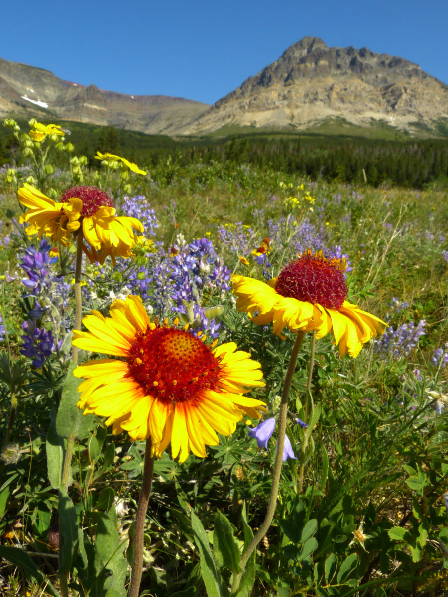 Blanket flower, lupine  -  Many Glacier area, Glacier National Park, Montana