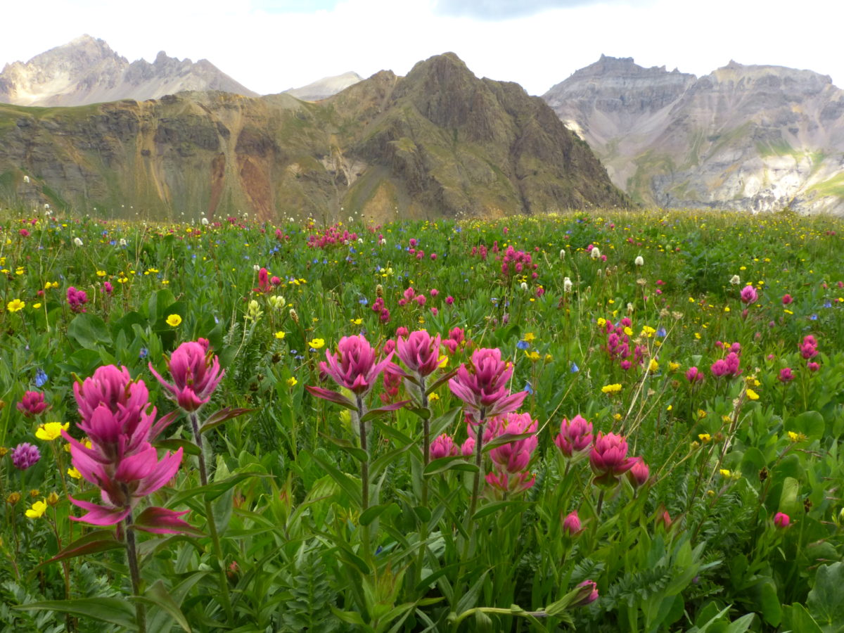 Magenta paintbrush at 12,000 feet (in the rain)  -  Governor Basin, Uncompahgre National Forest, Colorado