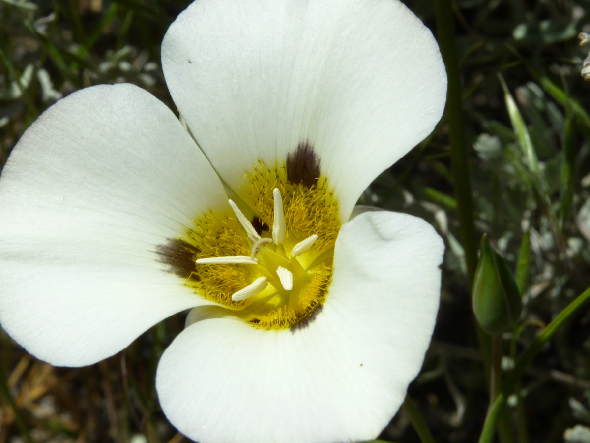 Mariposa lily  -  Parker Lake Trail, Inyo National Forest, California