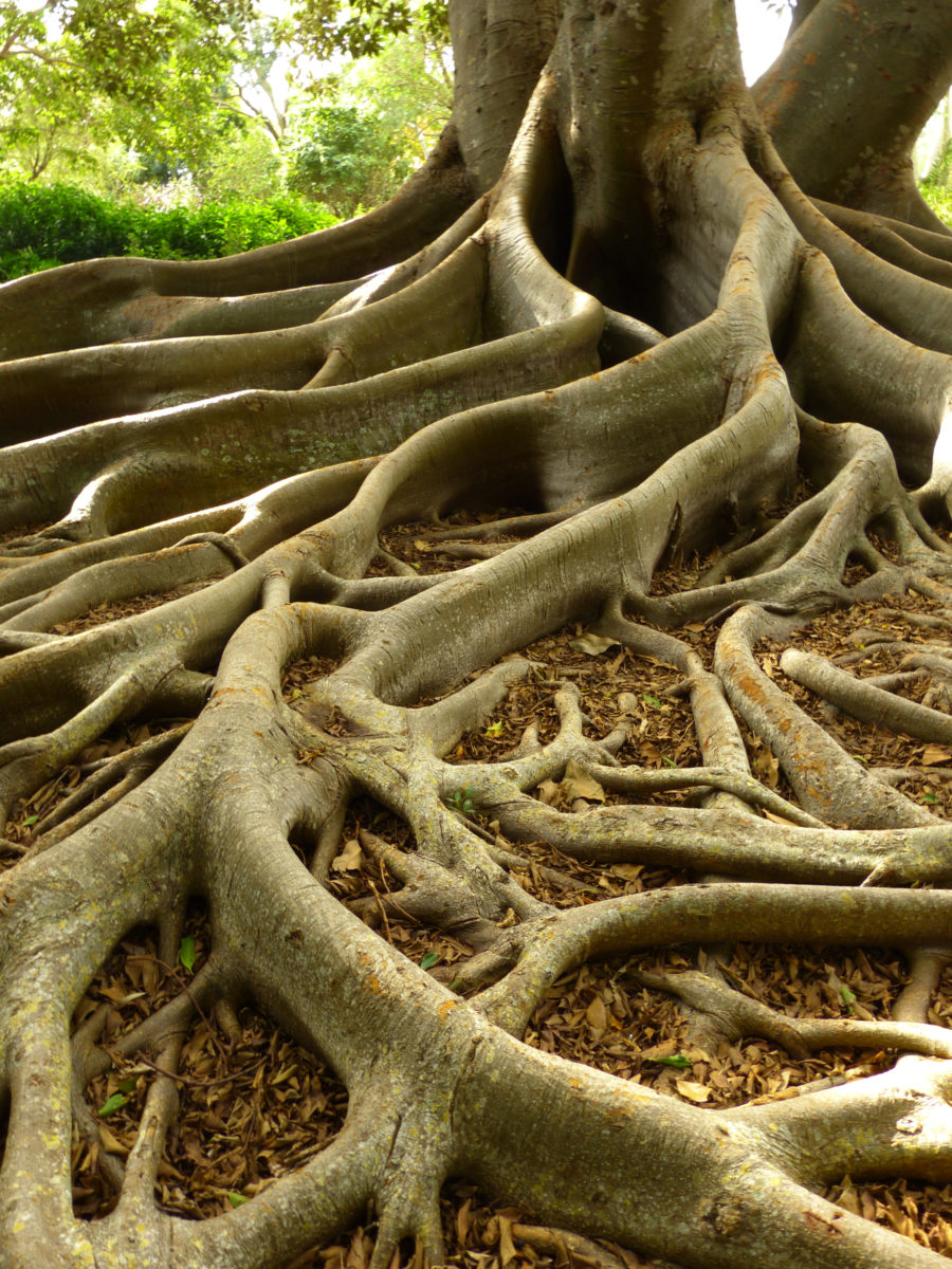 Banyan Tree Roots  -  Marie Selby Botanical Gardens, Sarasota, Florida