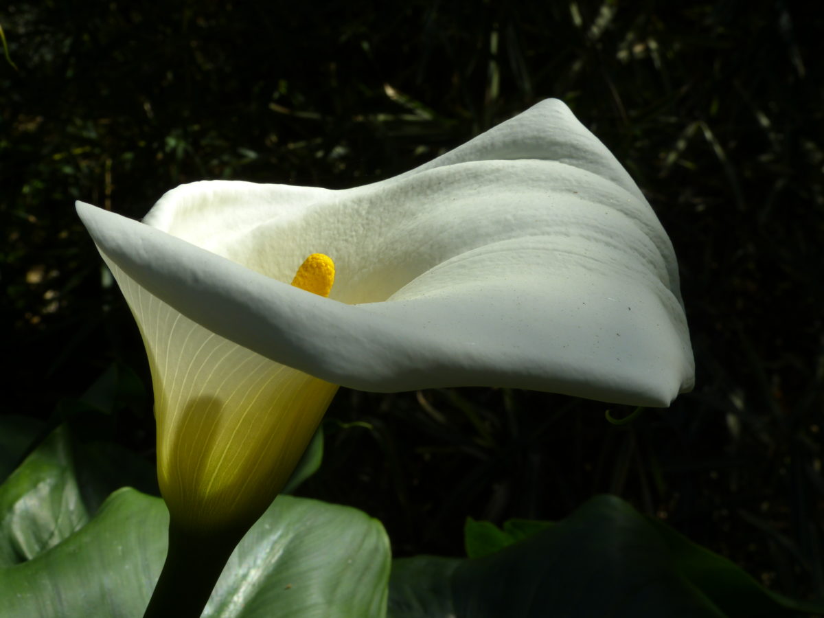 Calla lily  -  San Diego Botanic Garden, Encinitas, California 