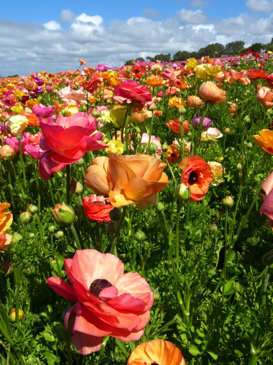 Ranunculus  -  The Flower Fields, Carlsbad, California