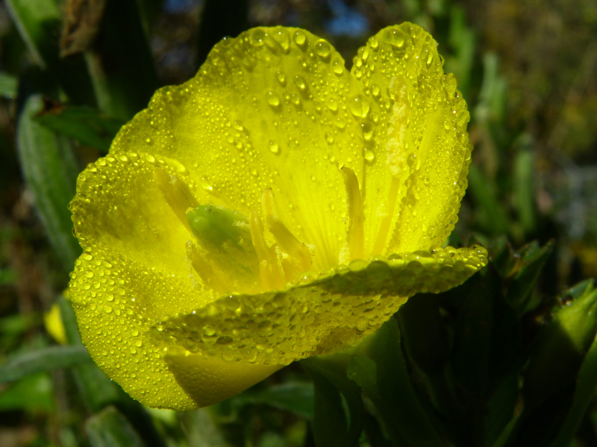 Dew on Sundrop petal  -  Pisgah National Forest, North Carolina