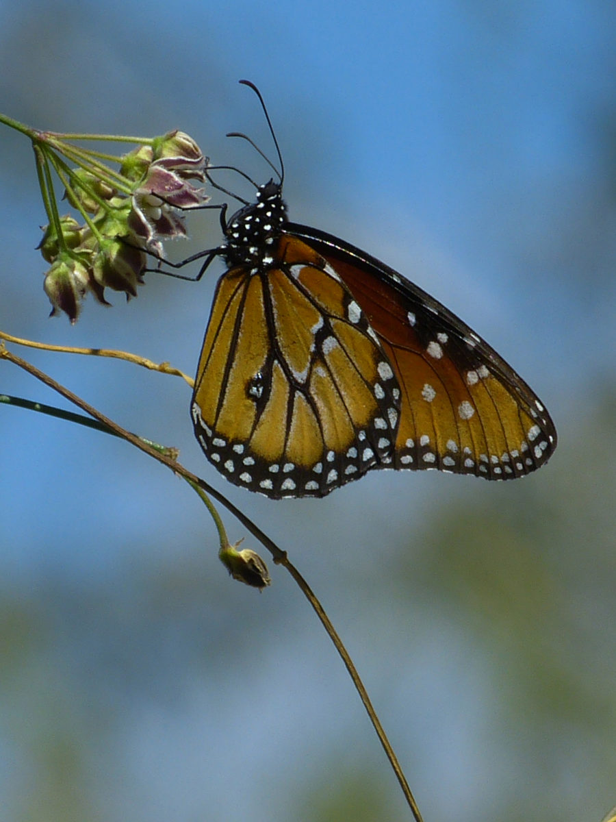 Queen butterfly  -  Living Desert Zoo and Gardens, Palm Desert, California