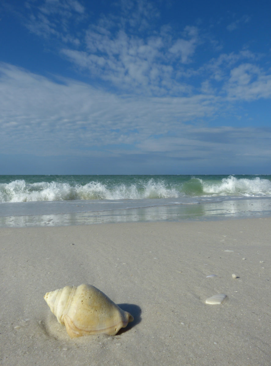 Shell, surf, sky  -  North Lido Beach, Sarasota County, Florida