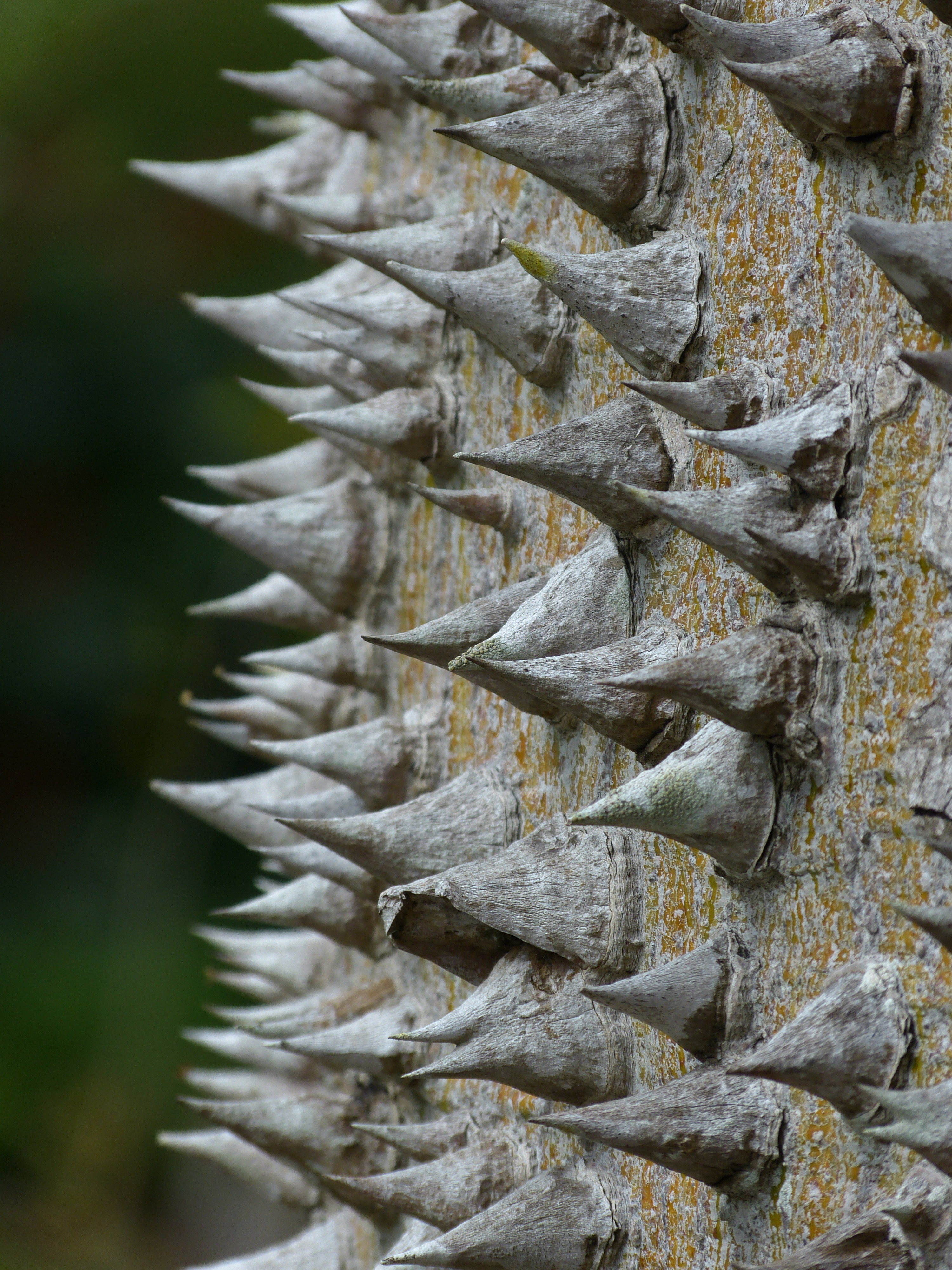 Red Silk Cotton Tree bark  -  Marie Selby Botanical Gardens, Sarasota, Florida 