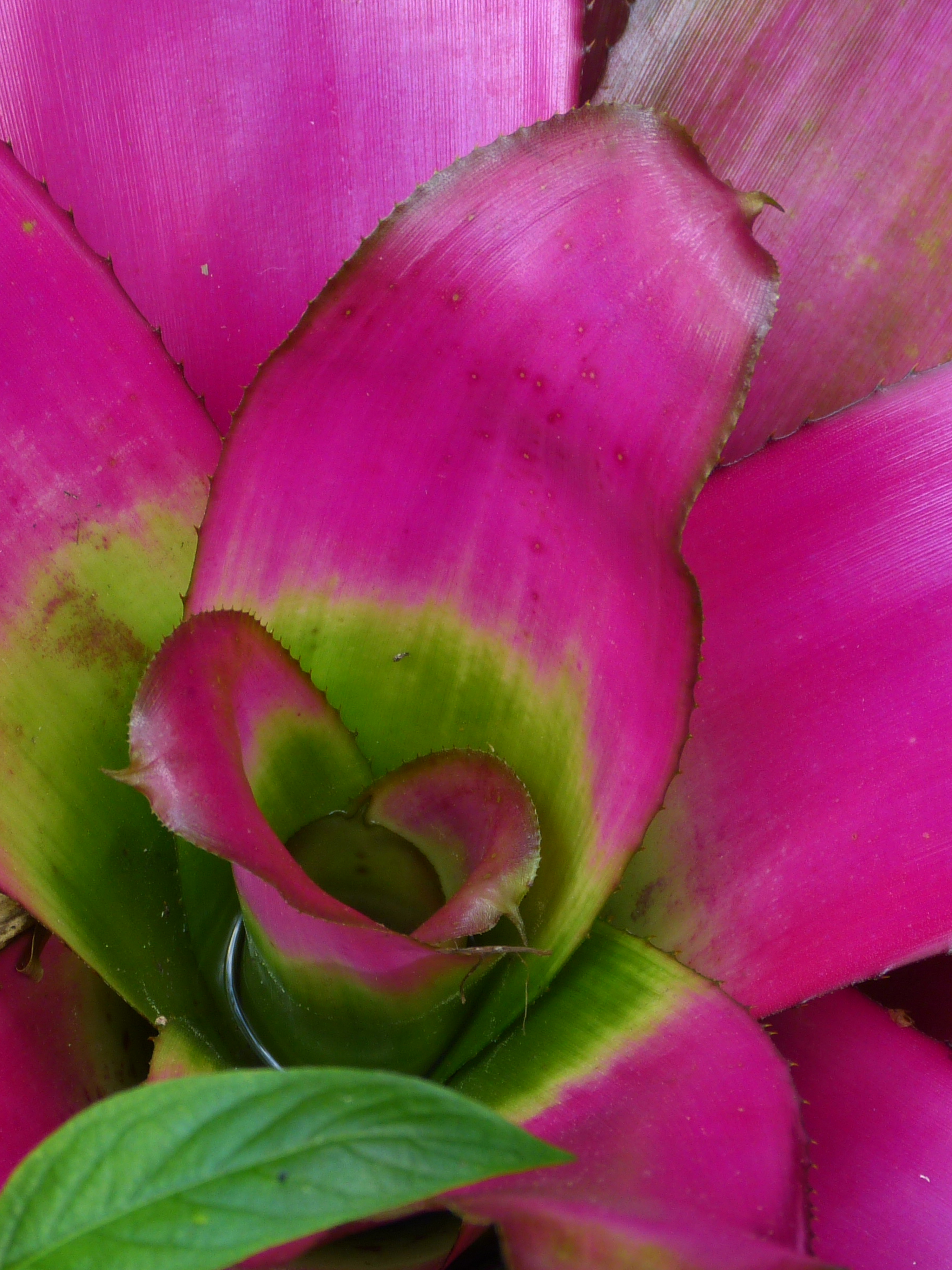 Bromeliad  -  Butterfly Rainforest, Florida Museum of Natural History, Gainesville, Florida