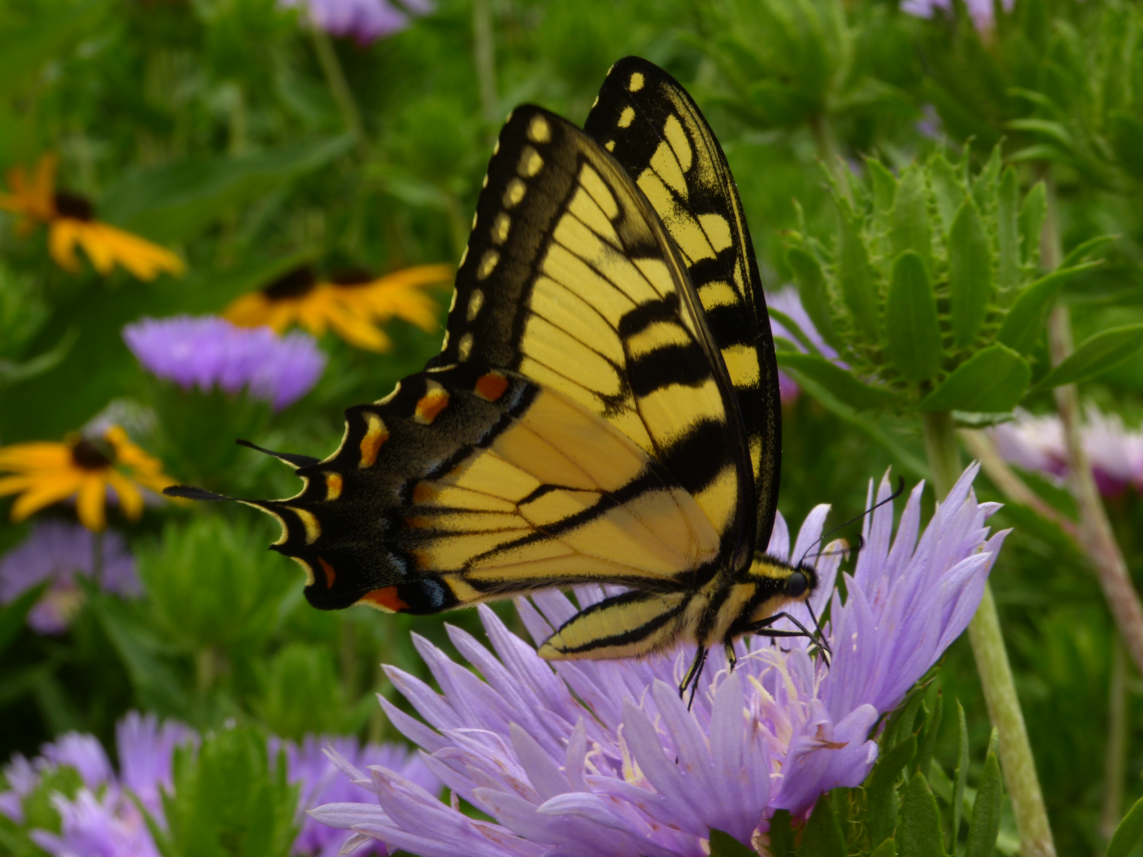 Tiger Swallowtail Butterfly on Scabiosa  -  Furman University, Greenville, South Carolina