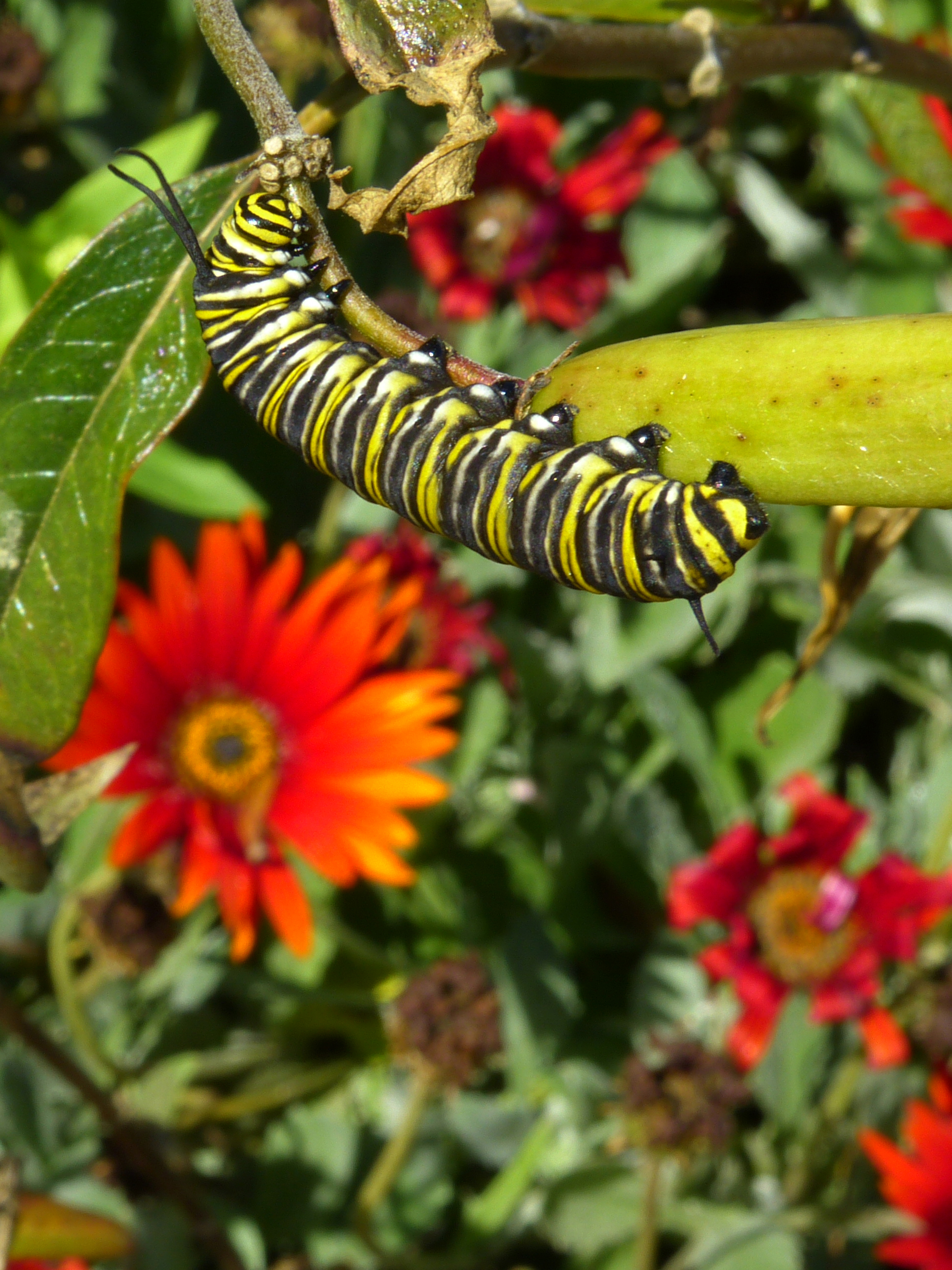 Monarch butterfly caterpillar  -  San Diego Botanic Garden, Encinitas, California  