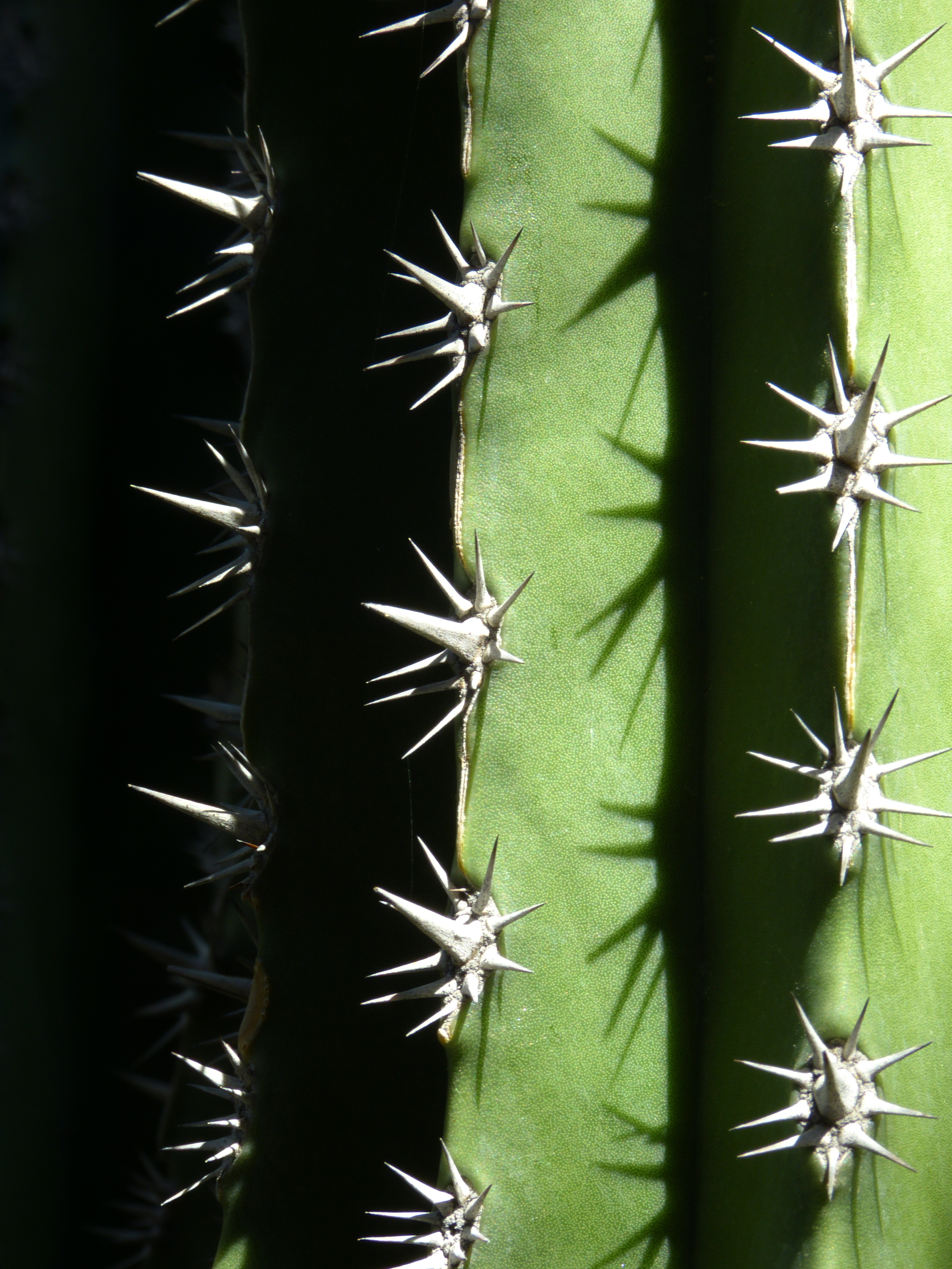 Cactus spines  -  Moorten Botanical Garden, Palm Springs, California  