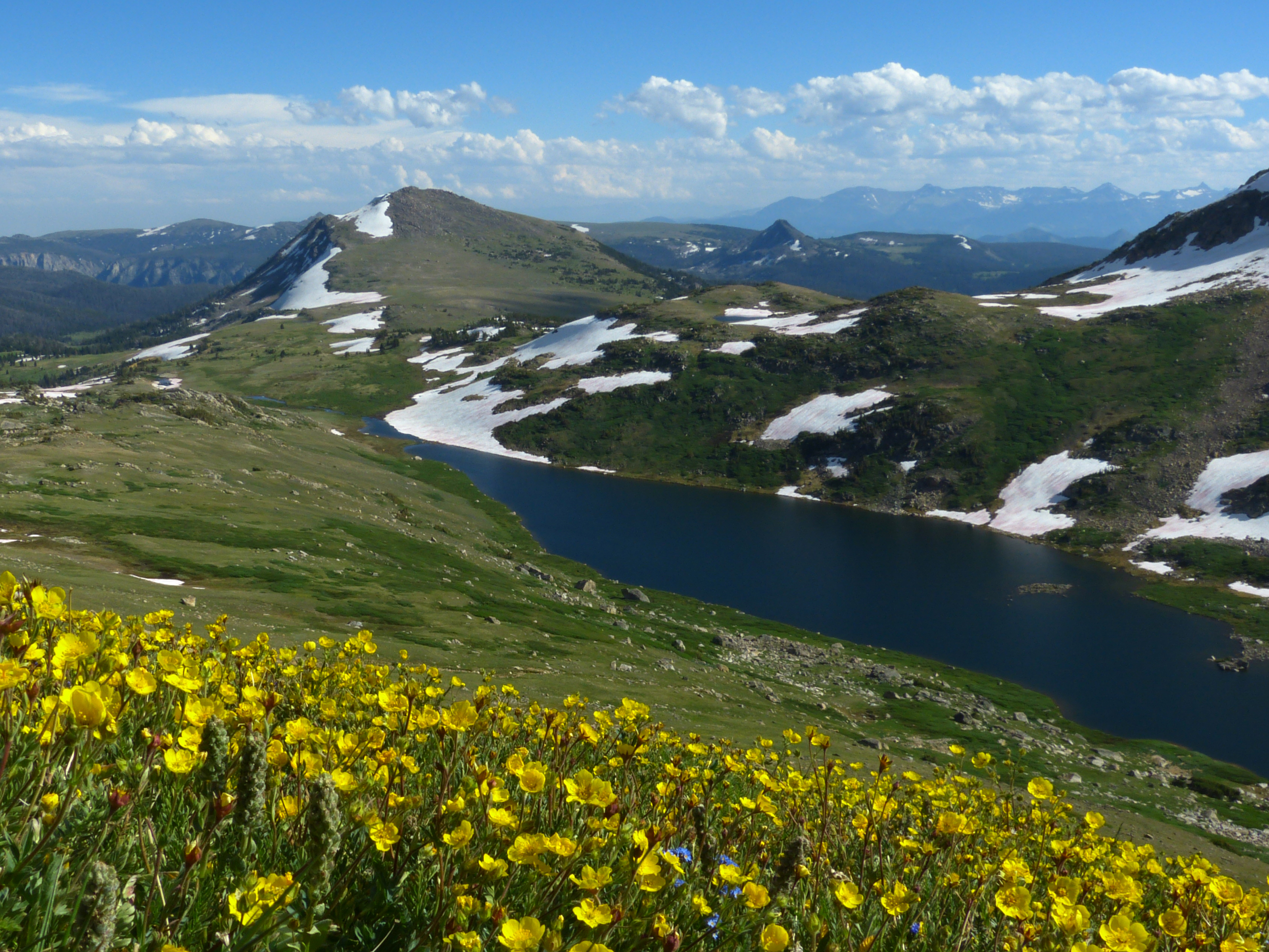 Snow buttercups, Gardner Lake  -  Beartooth Scenic Byway, Shoshone National Forest, Wyoming