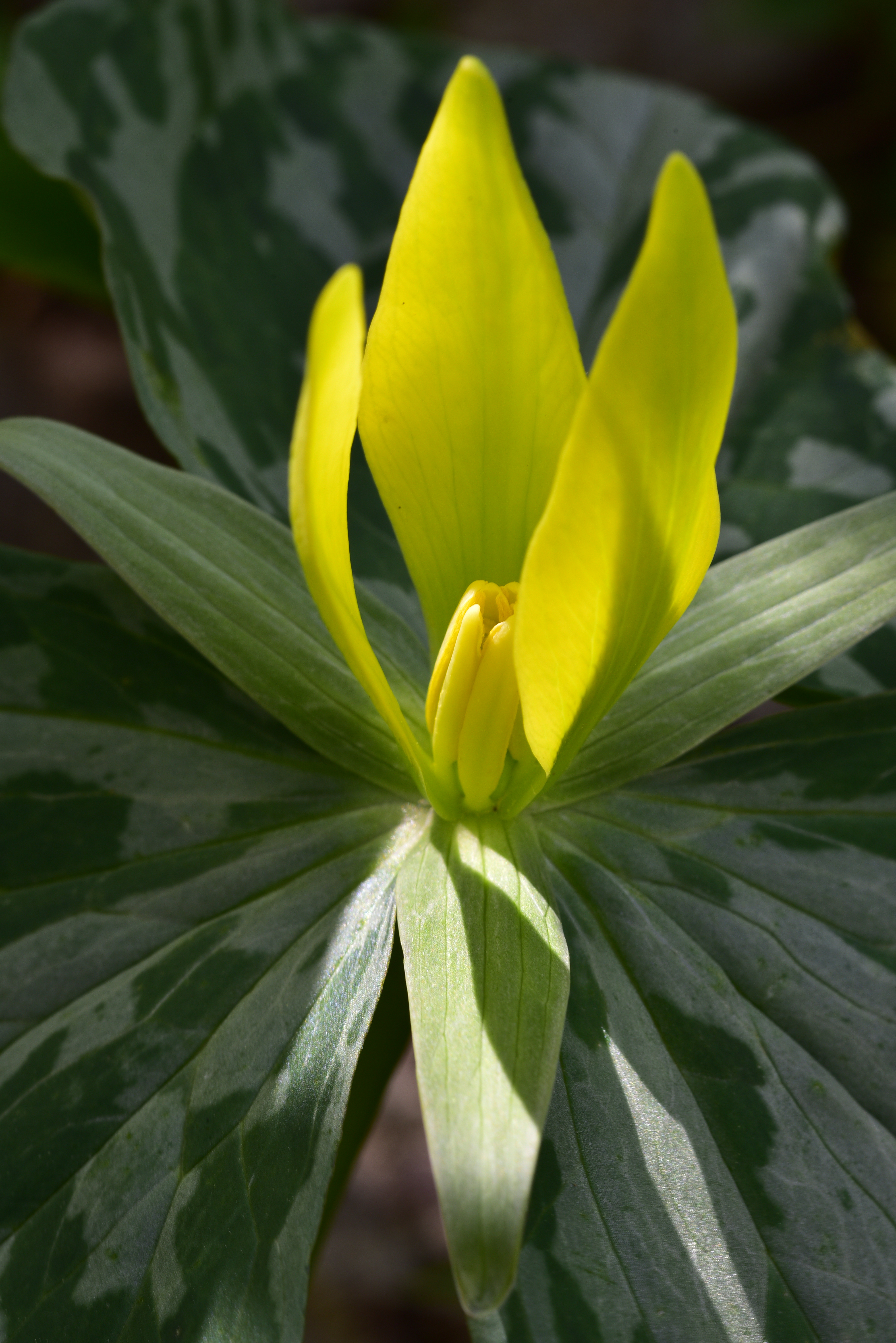 Yellow trillium (Trillium luteum)  -  Cove Hardwoods Nature Trail, Great Smoky Mountains National Park, Tennessee
