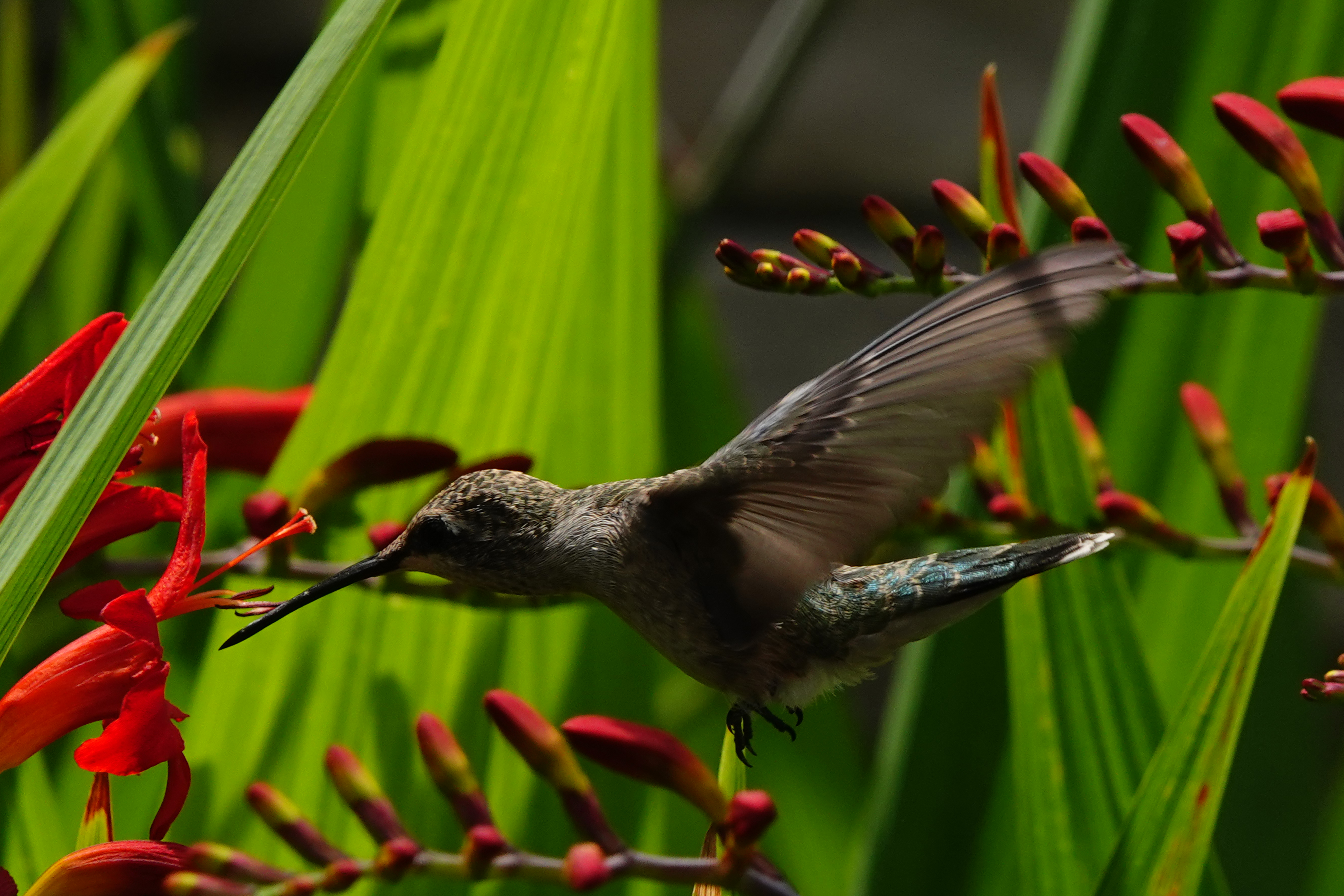 Broad-tailed hummingbird, coral bean  -  Red Butte Garden, The University of Utah, Salt Lake City, Utah