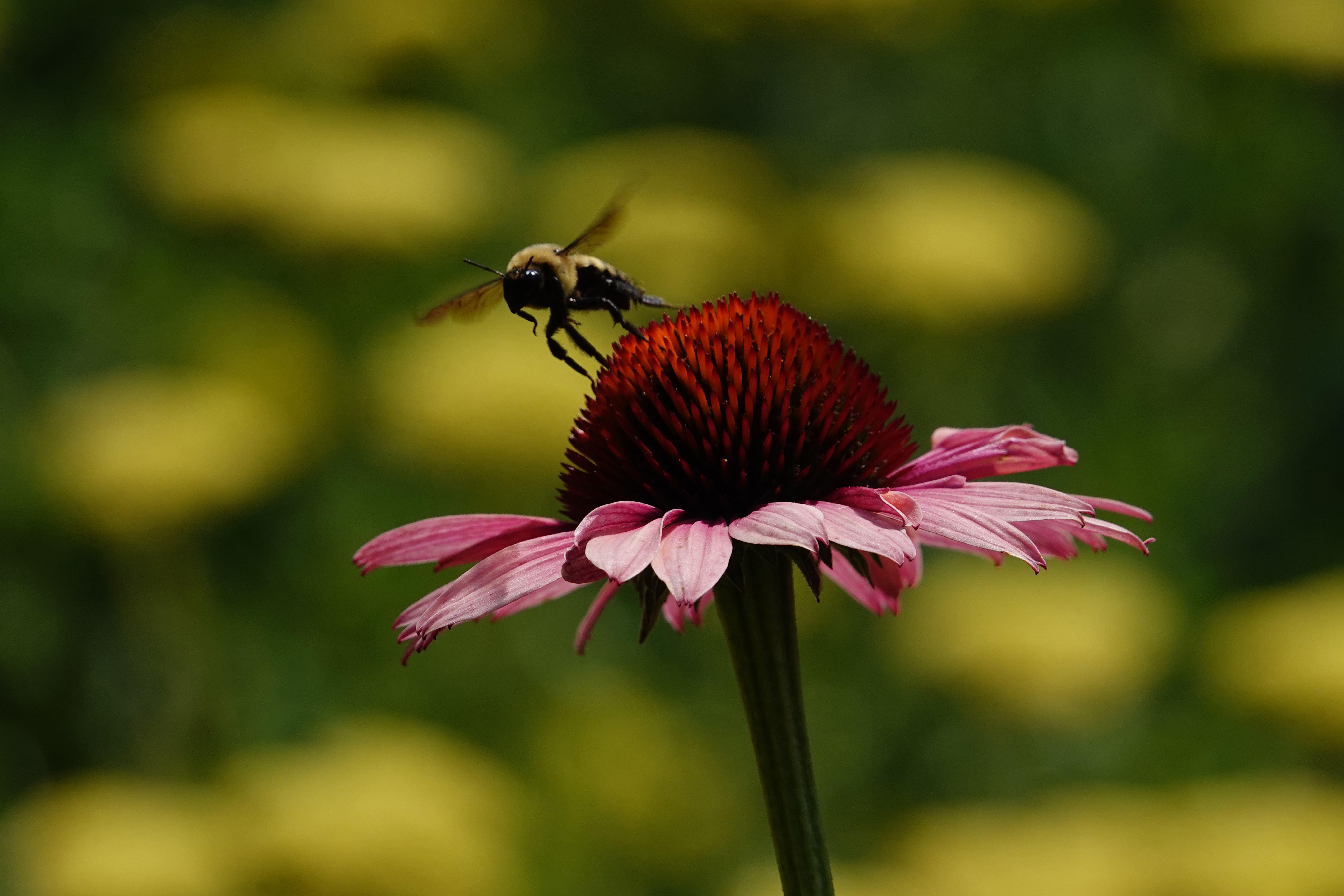 Bumblebee on purple coneflower  -  Red Butte Garden, The University of Utah, Salt Lake City, Utah