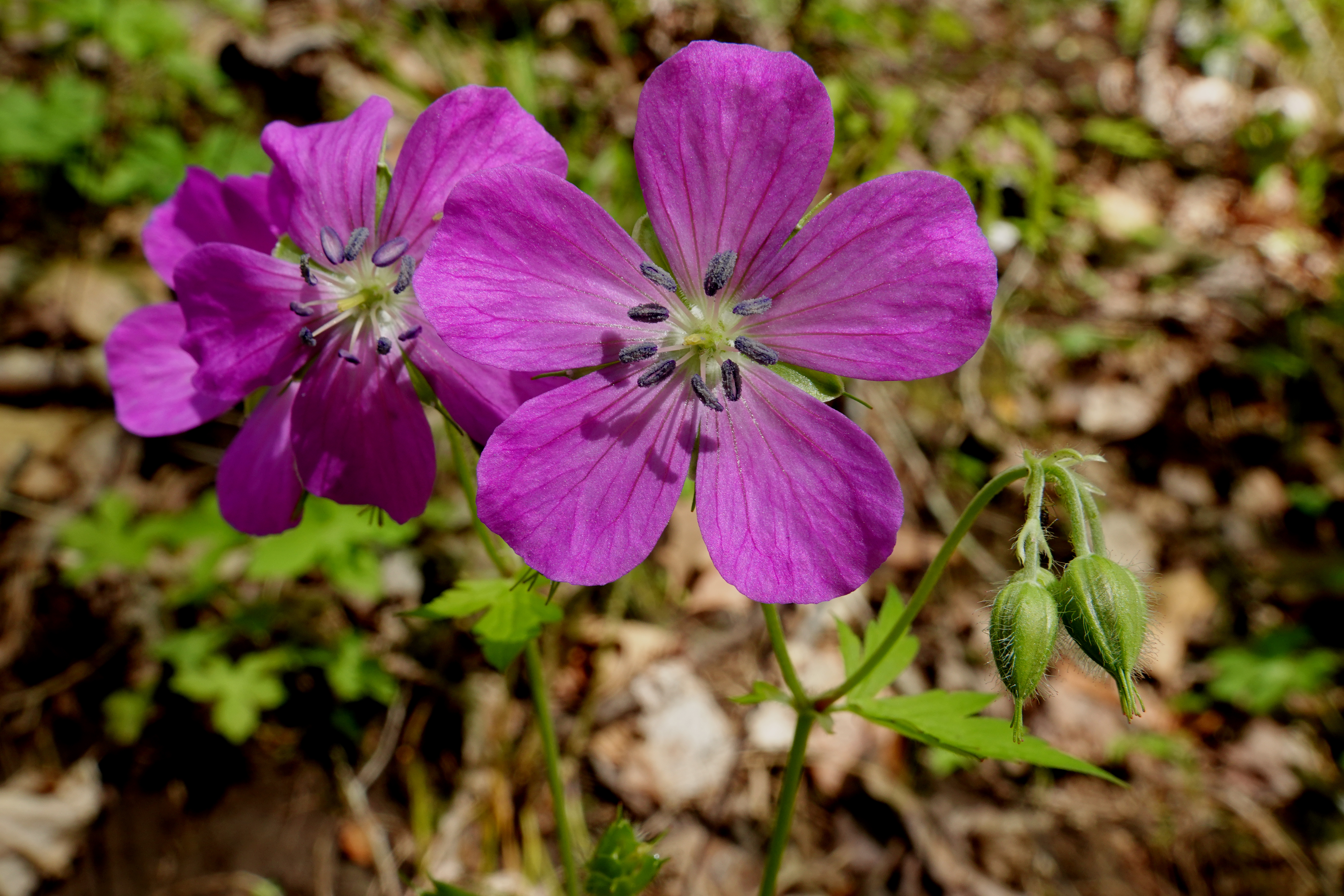 Wild geranium  -  Porters Creek Trail, Great Smoky Mountains National Park, Tennessee 