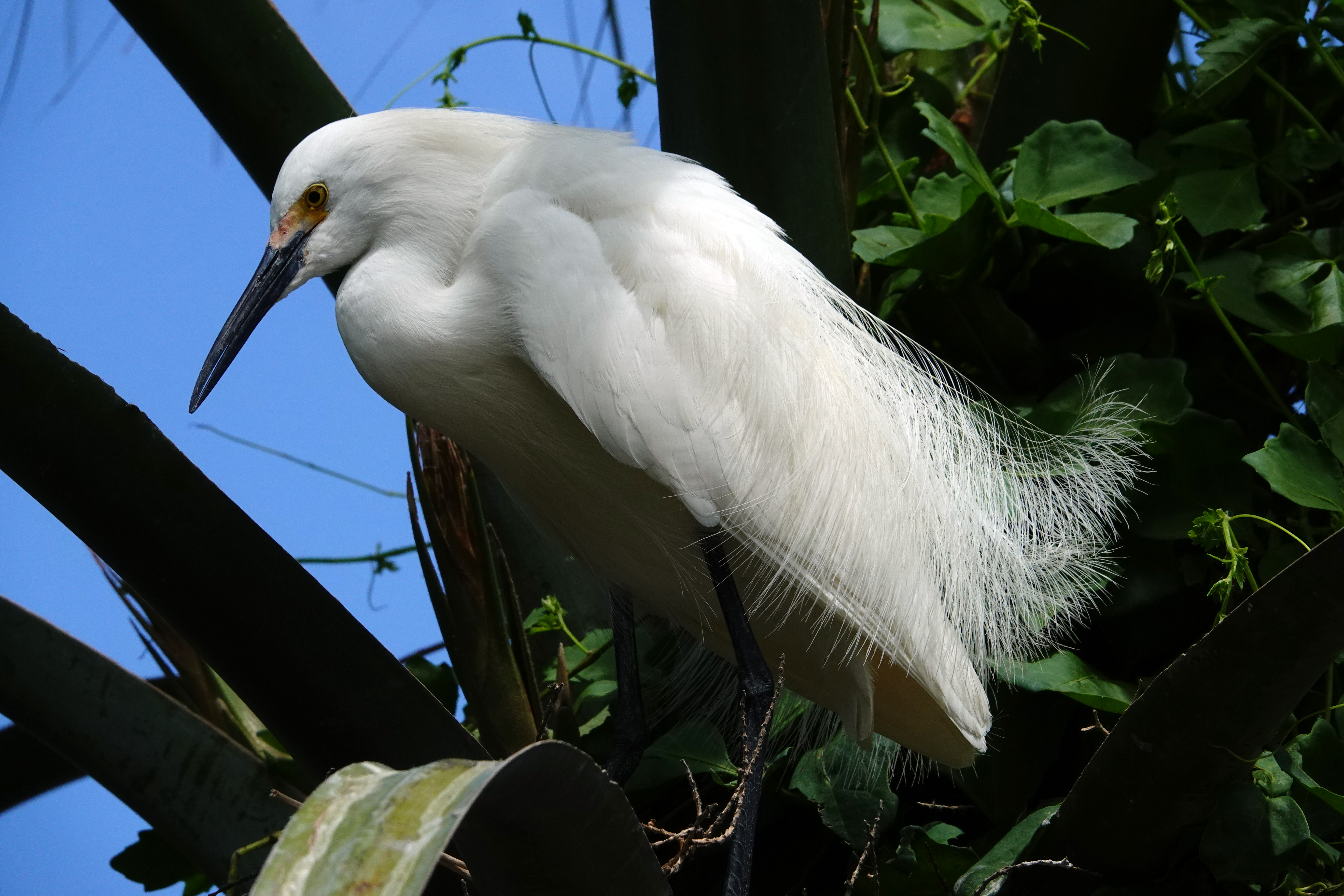 Snowy egret  -  Alligator Farm Zoological Park, St. Augustine, Florida