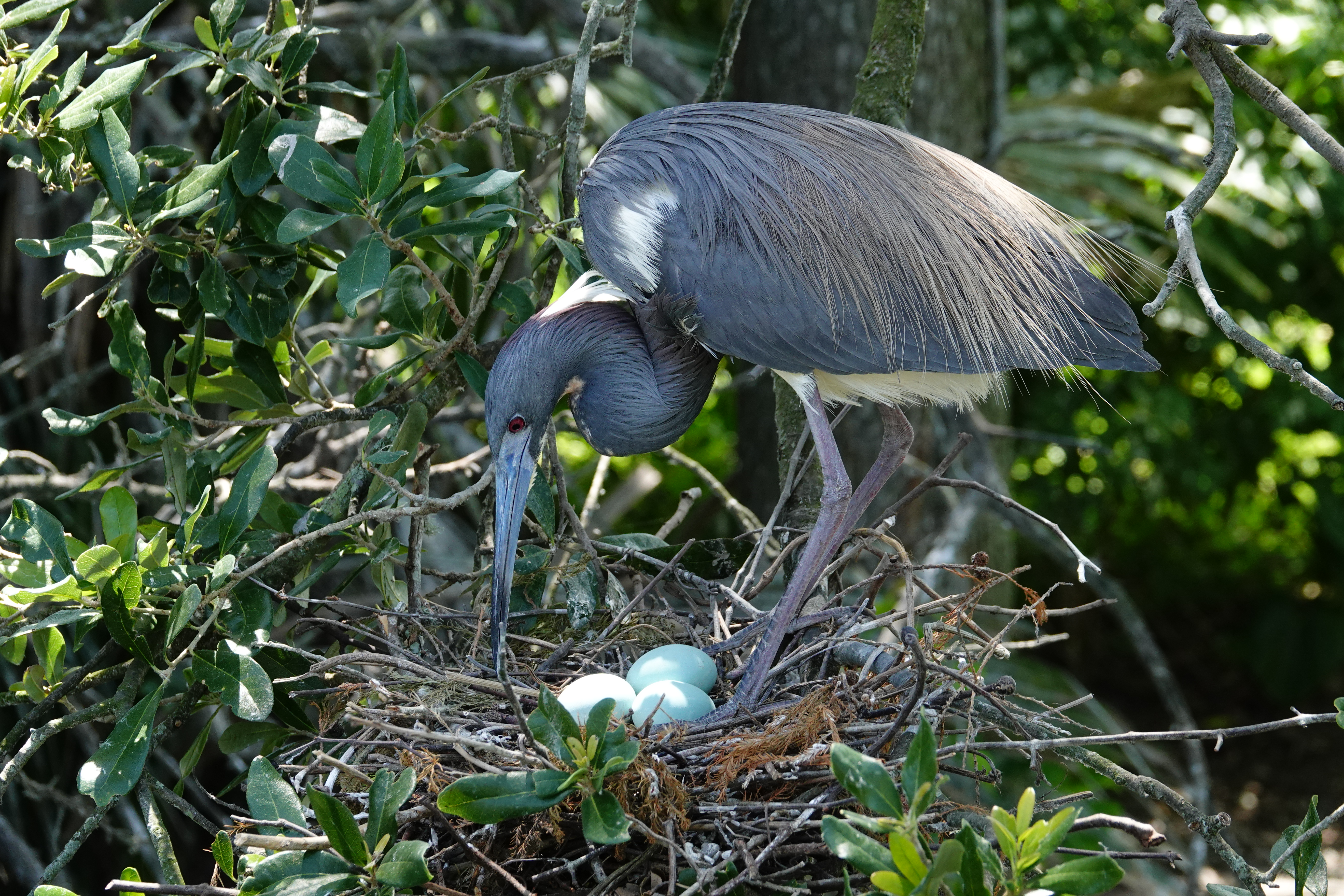 Tri-colored heron with eggs  -  Alligator Farm Zoological Park, St. Augustine, Florida 