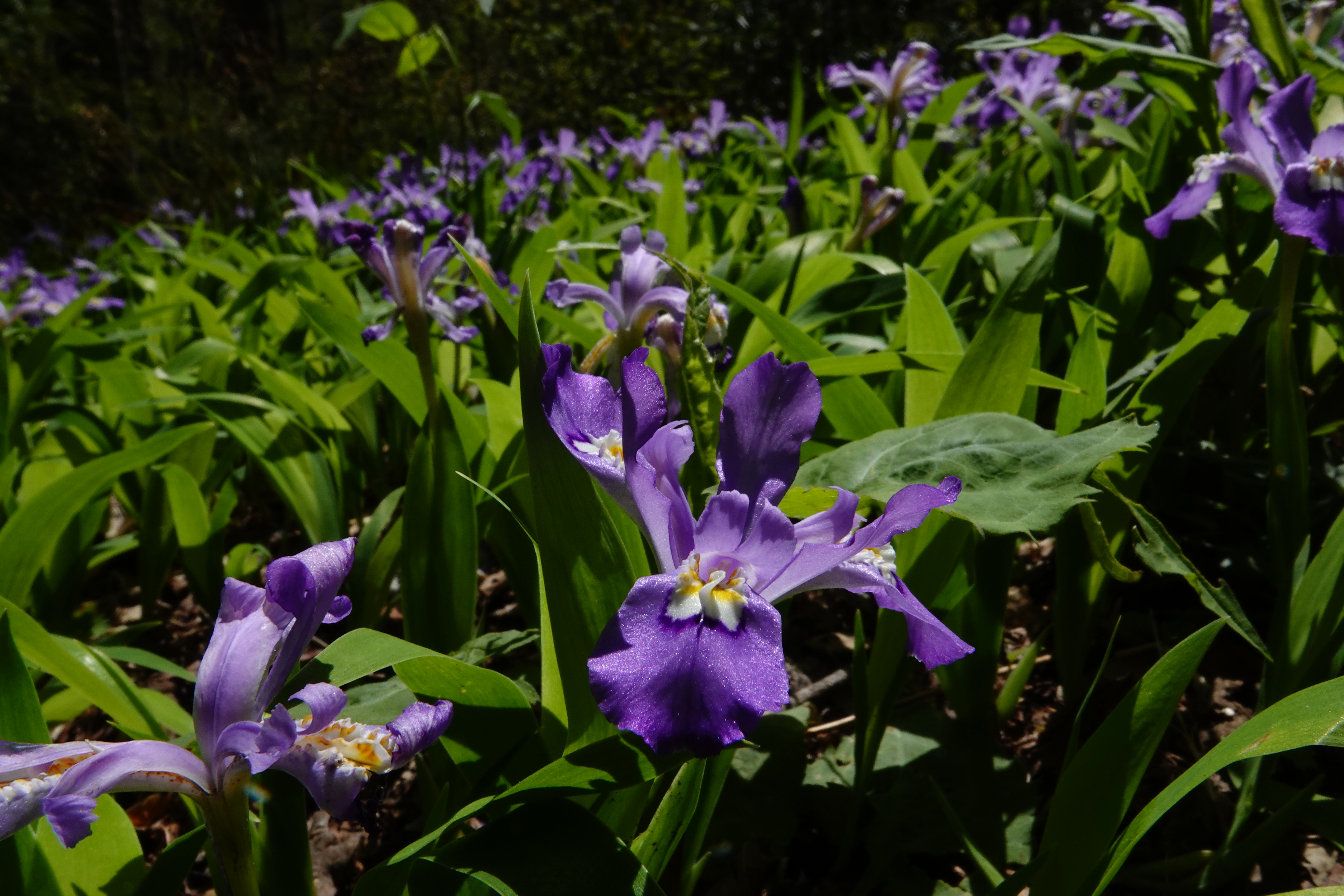 Dwarf crested iris  -  Porters Creek Trail, Great Smoky Mountains National Park, Tennessee