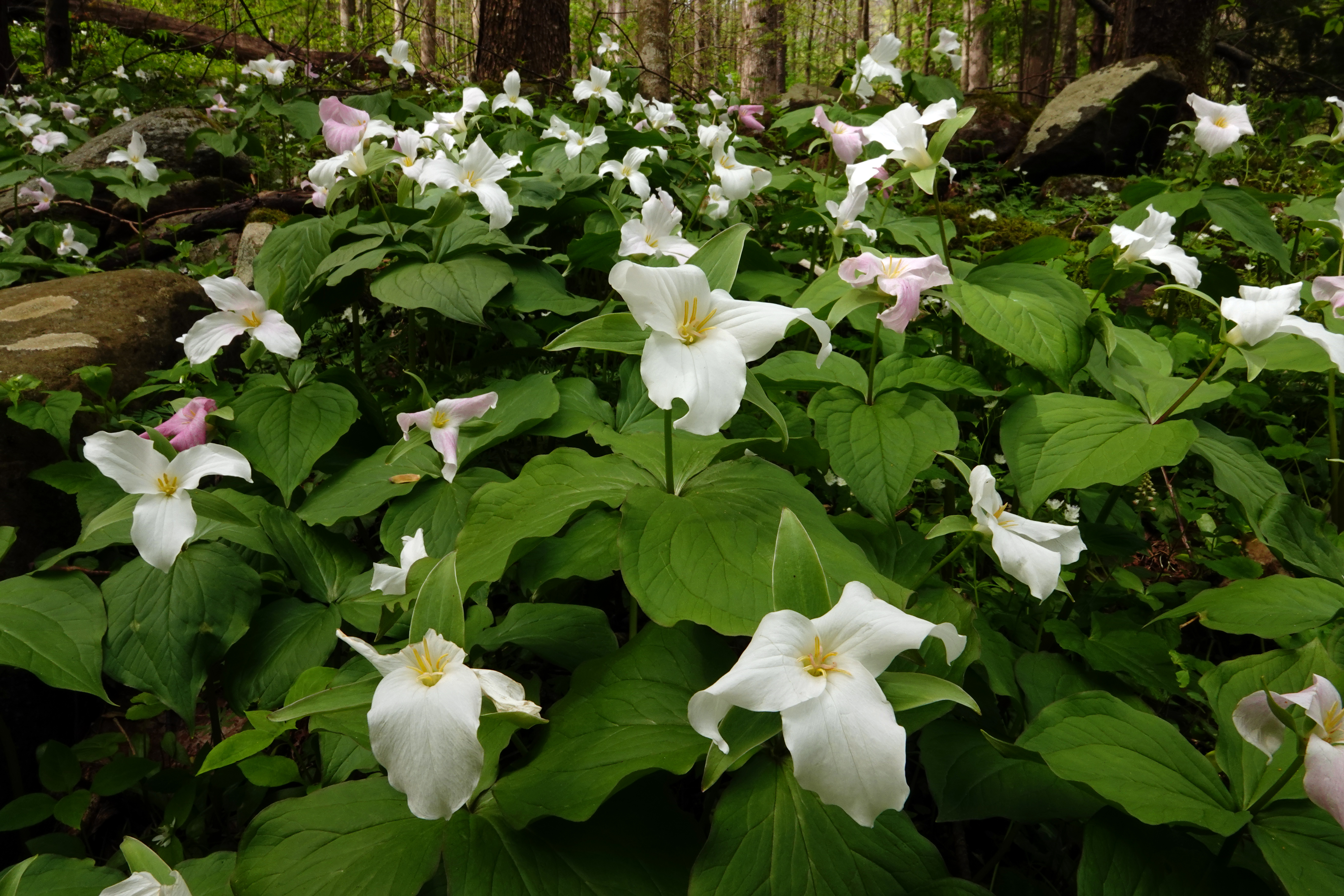 White trillium  -  Cove Hardwoods Nature Trail, Great Smoky Mountains National Park, Tennessee