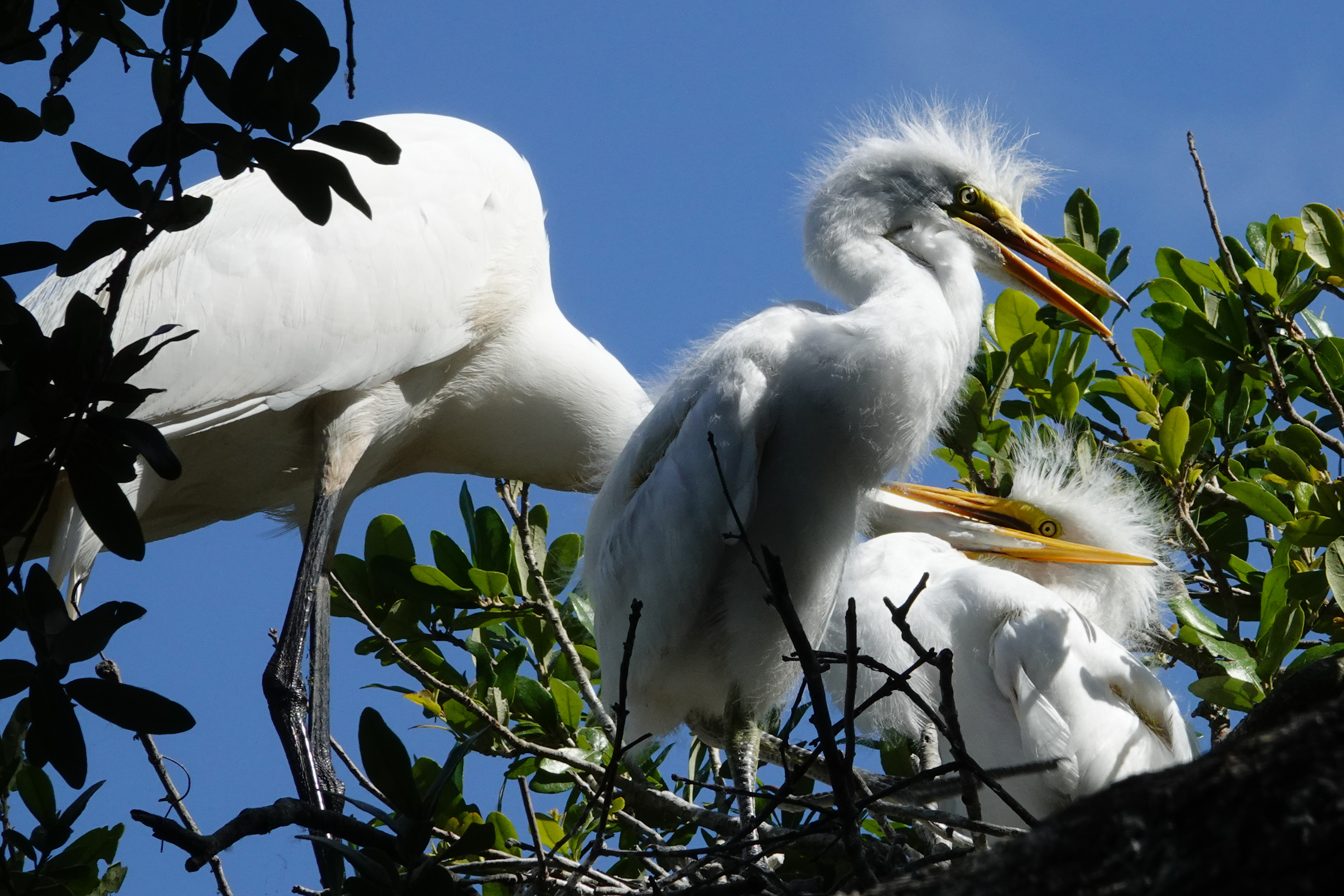 Great egret adult and chicks  -  Alligator Farm Zoological Park, St. Augustine, Florida
