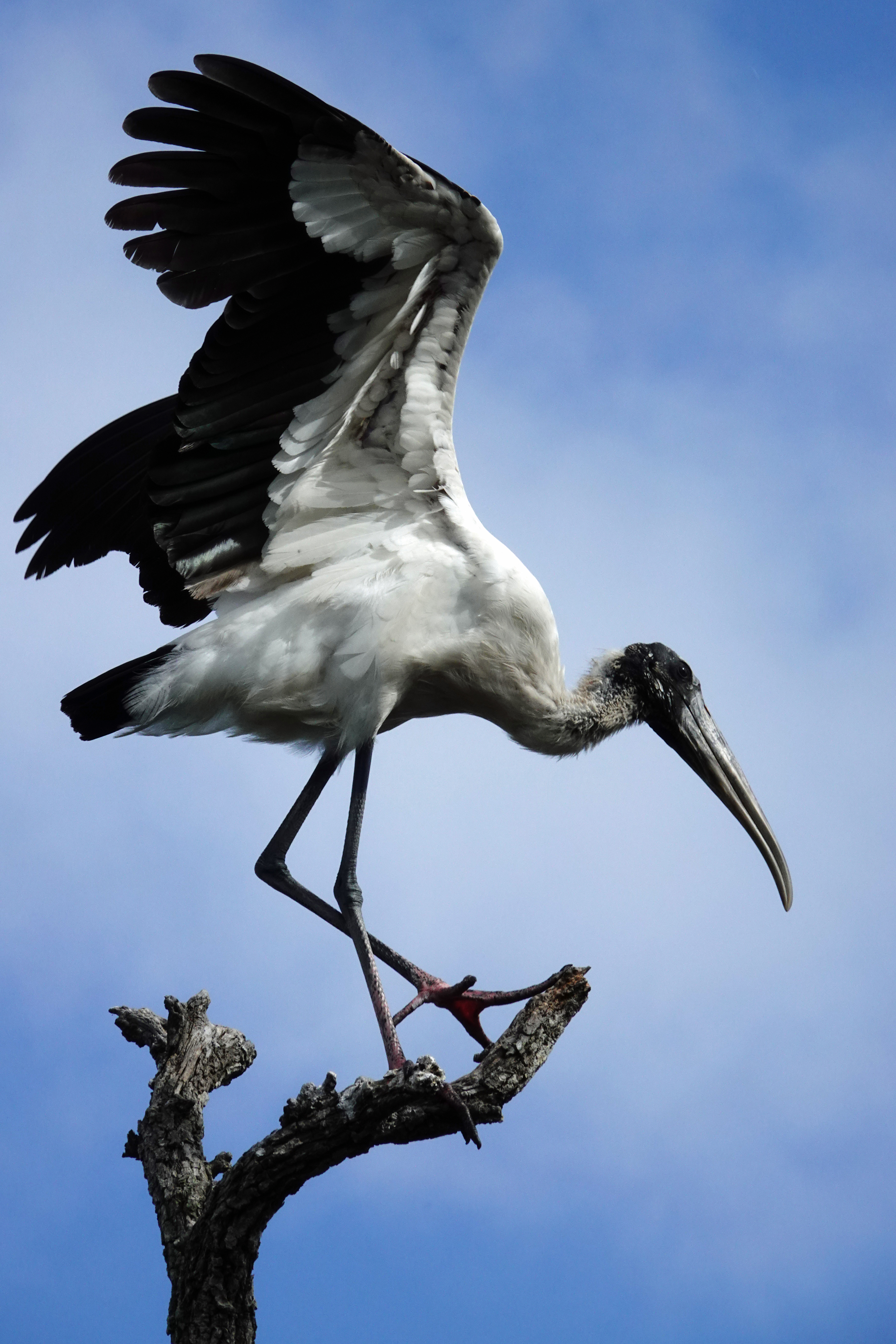 Wood stork  -  Alligator Farm Zoological Park, St. Augustine, Florida  