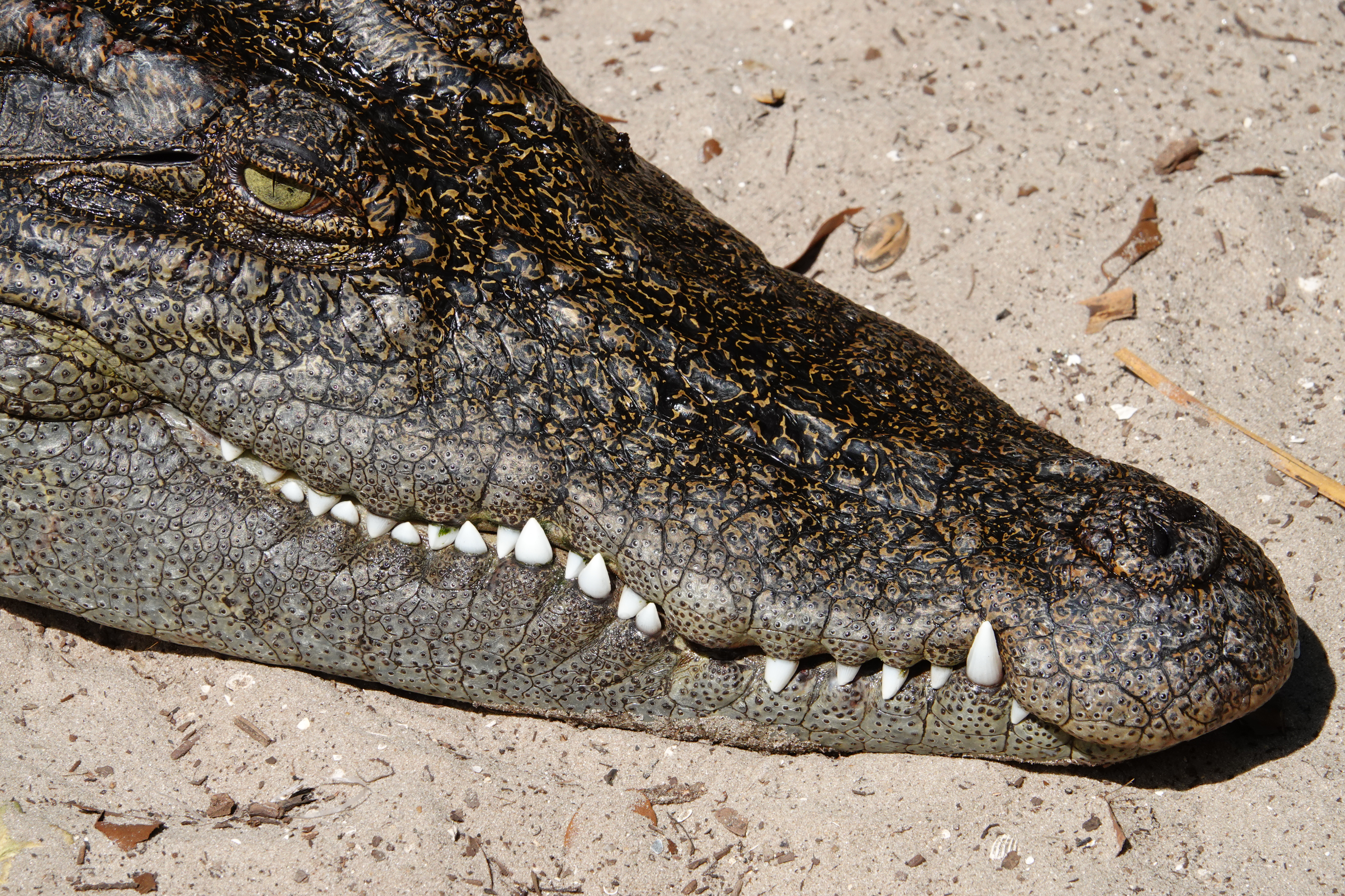 Crocodile  -  Alligator Farm Zoological Park, St. Augustine, Florida