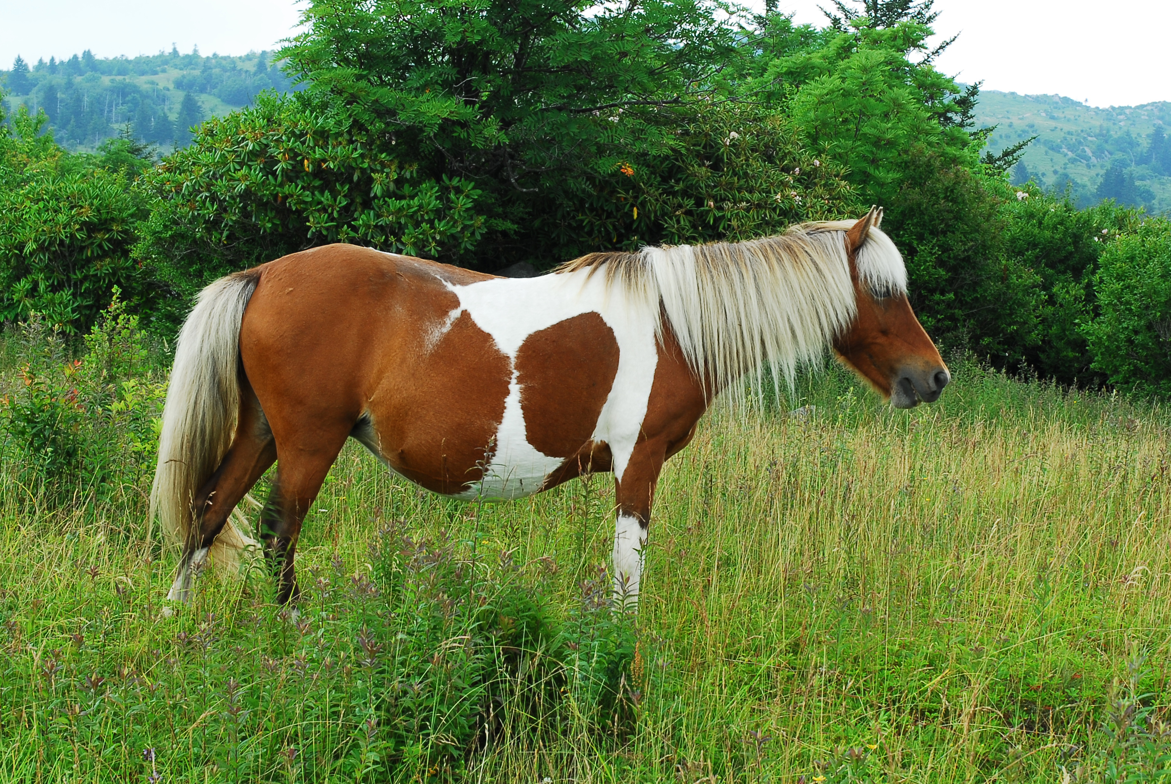 Wild horse  -  Grayson-Highlands State Park, Virginia
