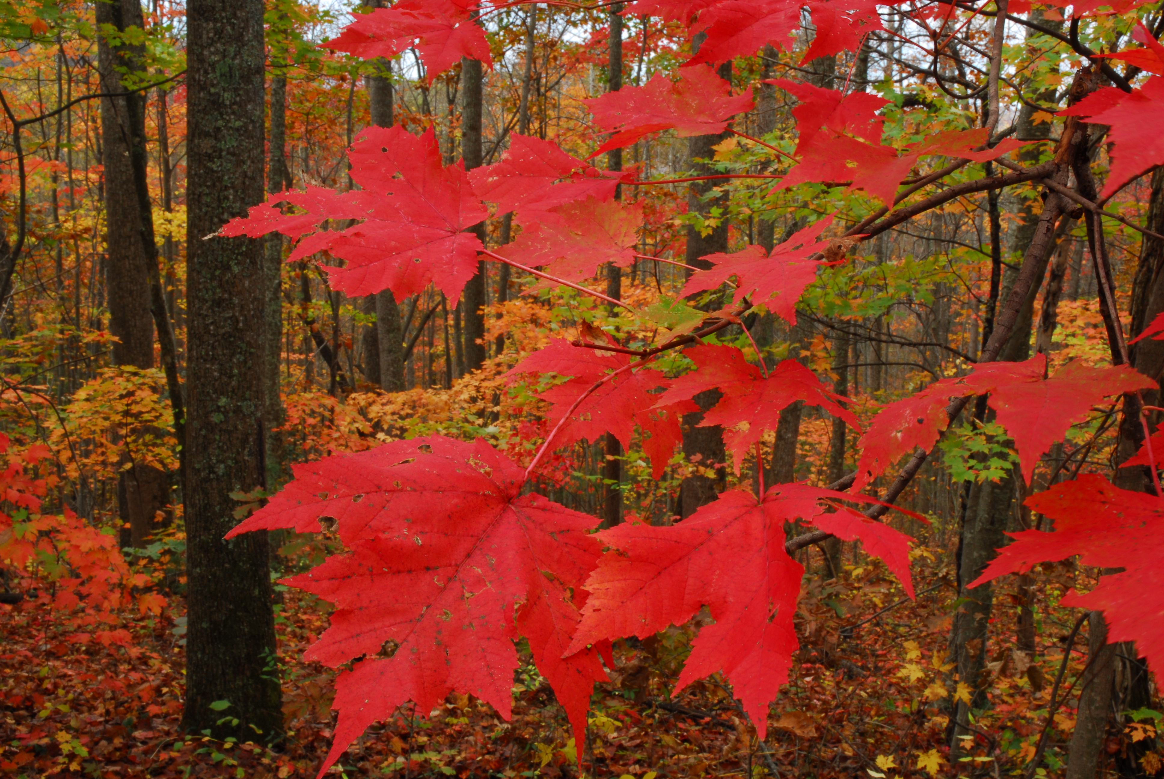 Fall colors  -  Bent Creek Experimental Forest, North Carolina