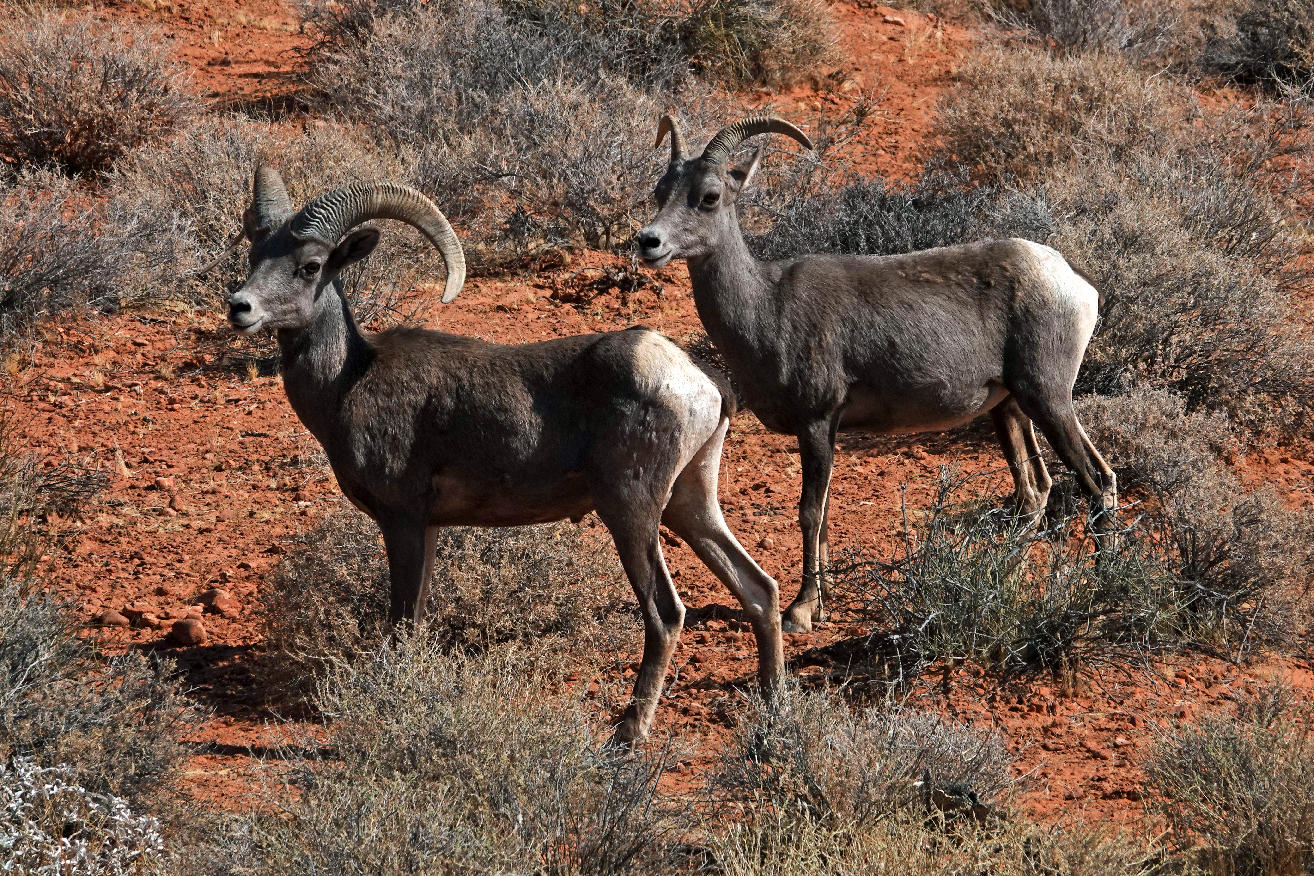 Bighorn sheep  -  Valley of Fire State Park, Nevada  