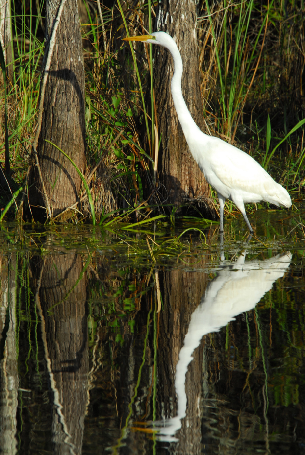 Great egret - Big Cypress National Preserve, FL