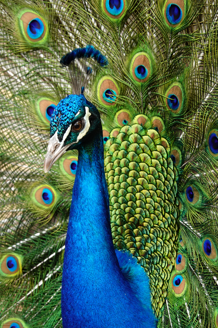 Male peacock  -  Reid Park Zoo, Tucson, Arizona