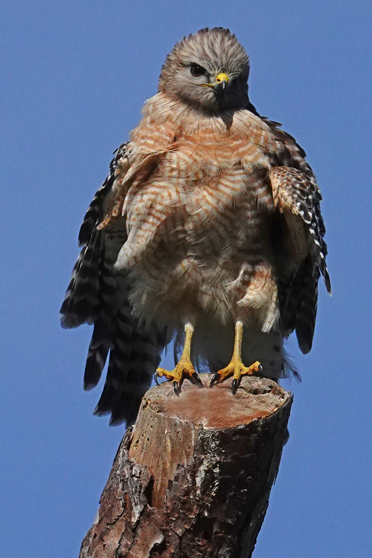 Red-shouldered hawk on a snag - Venice Area Audubon Rookery, Venice, FL