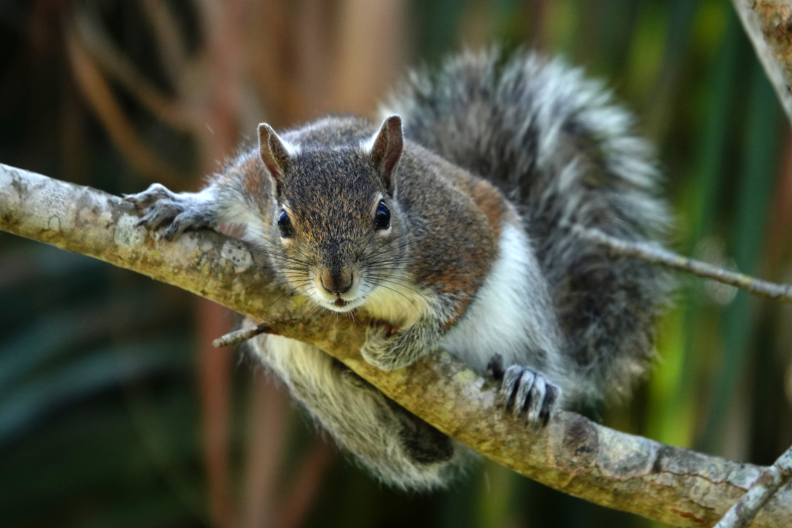 Grey squirrel - Venice Area Audubon Rookery, Venice, FL