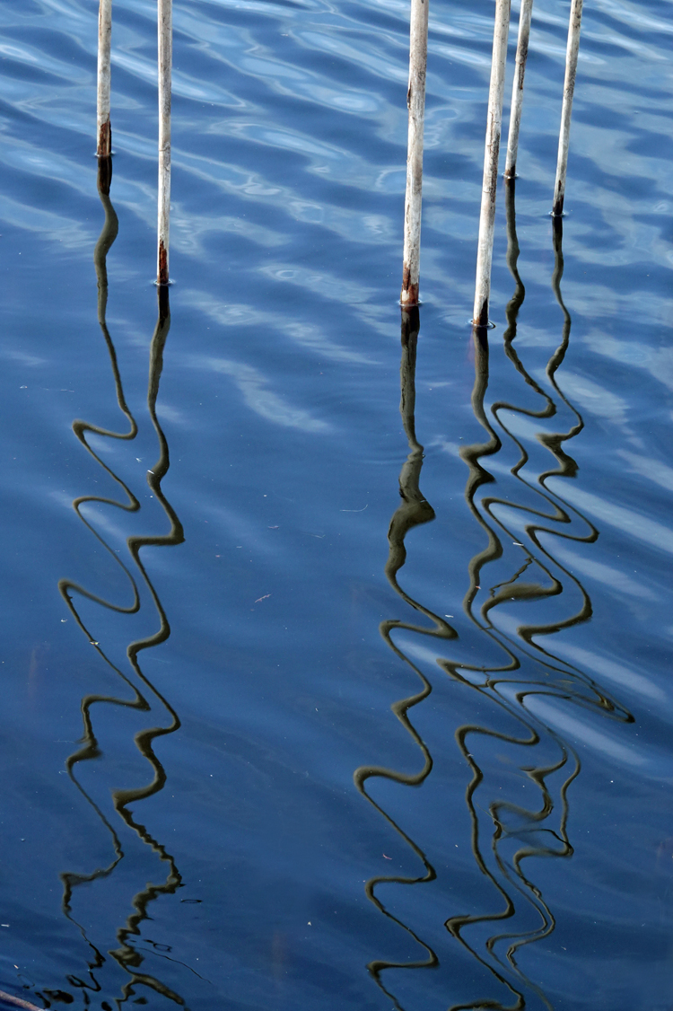 Cattail stems and abstract reflections - Venice Area Audubon Rookery, Venice, FL