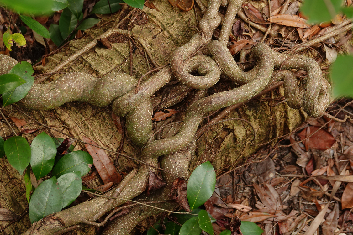 Strangler fig on palm tree trunk - Green Cay Wetlands, Boynton Beach, Florida