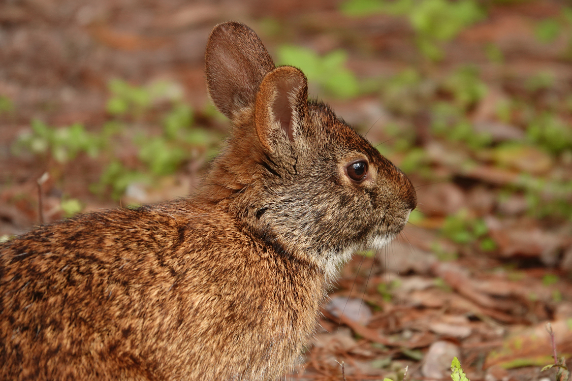 Marsh rabbit - Wakodahatchee Wetlands, Delray Beach, FL