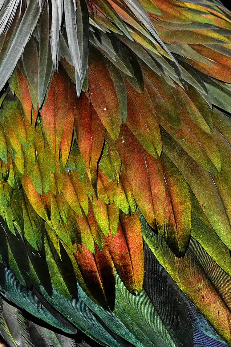 Nicobar pigeon feathers - Brevard Zoo, Brevard County, Florida