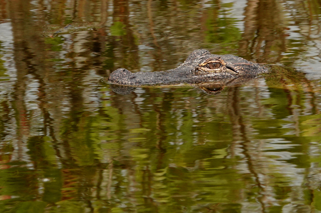 American alligator - Merritt Island National Wildlife Refuge, Florida