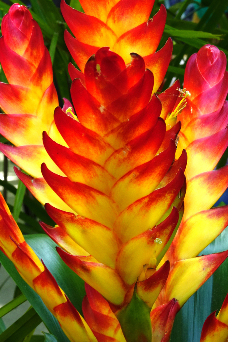 Bromeliad  -  Parrot Mountain and Gardens, Pigeon Forge, Tennessee
