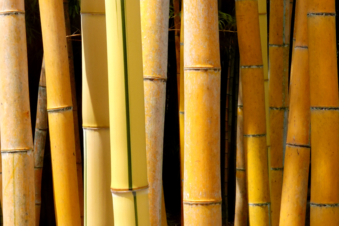 Bamboo  -  Riverbanks Zoo and Gardens, Columbia, South Carolina