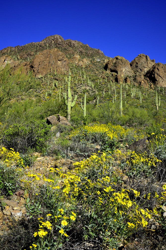 Brittlebush, saguaros  -  David Yetman Trail, Tucson Mountain Park, Pima County, Arizona
