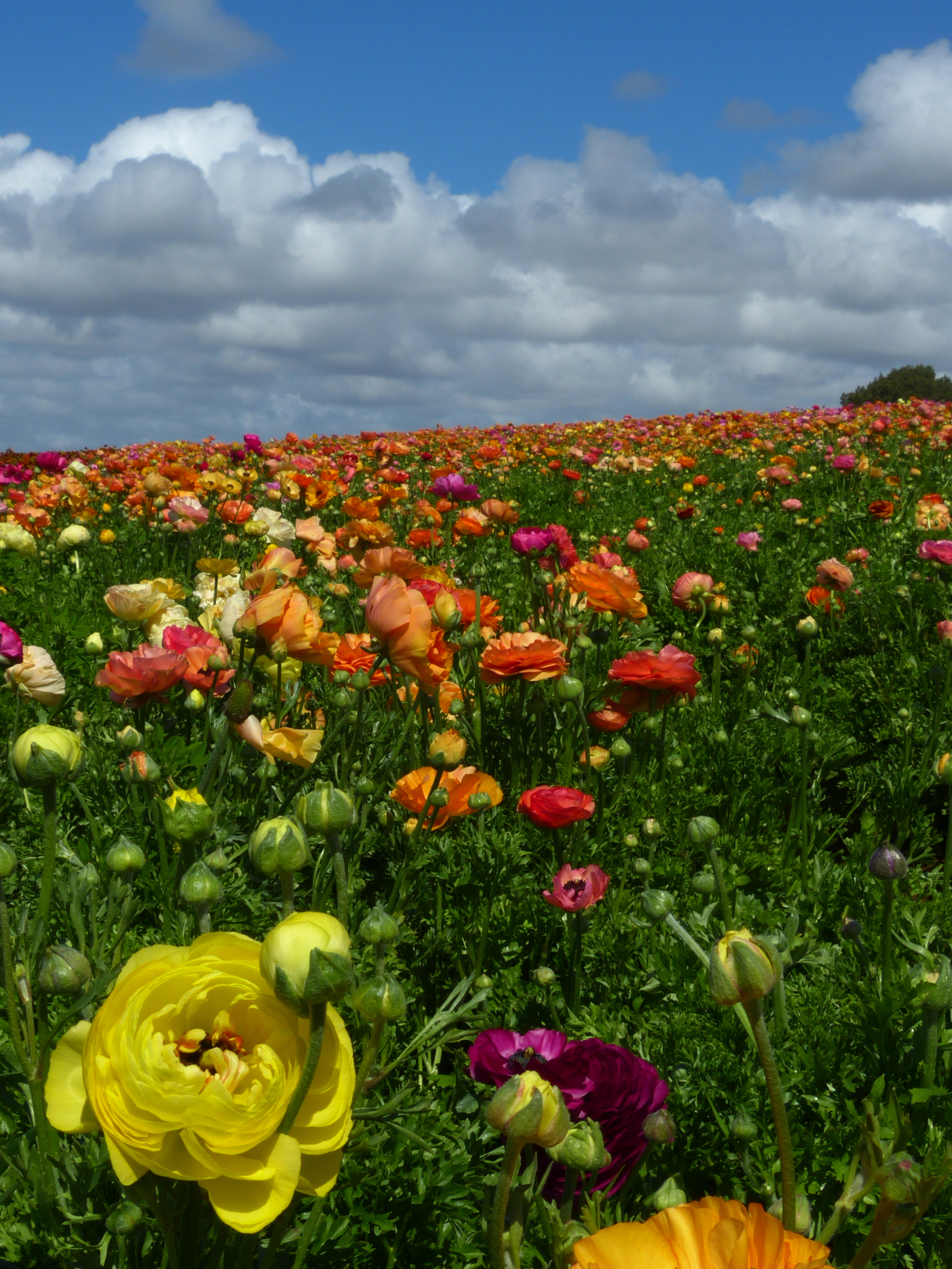 Giant Tecolote Ranunculus  -  The Flowers Fields, Carlsbad, California  
