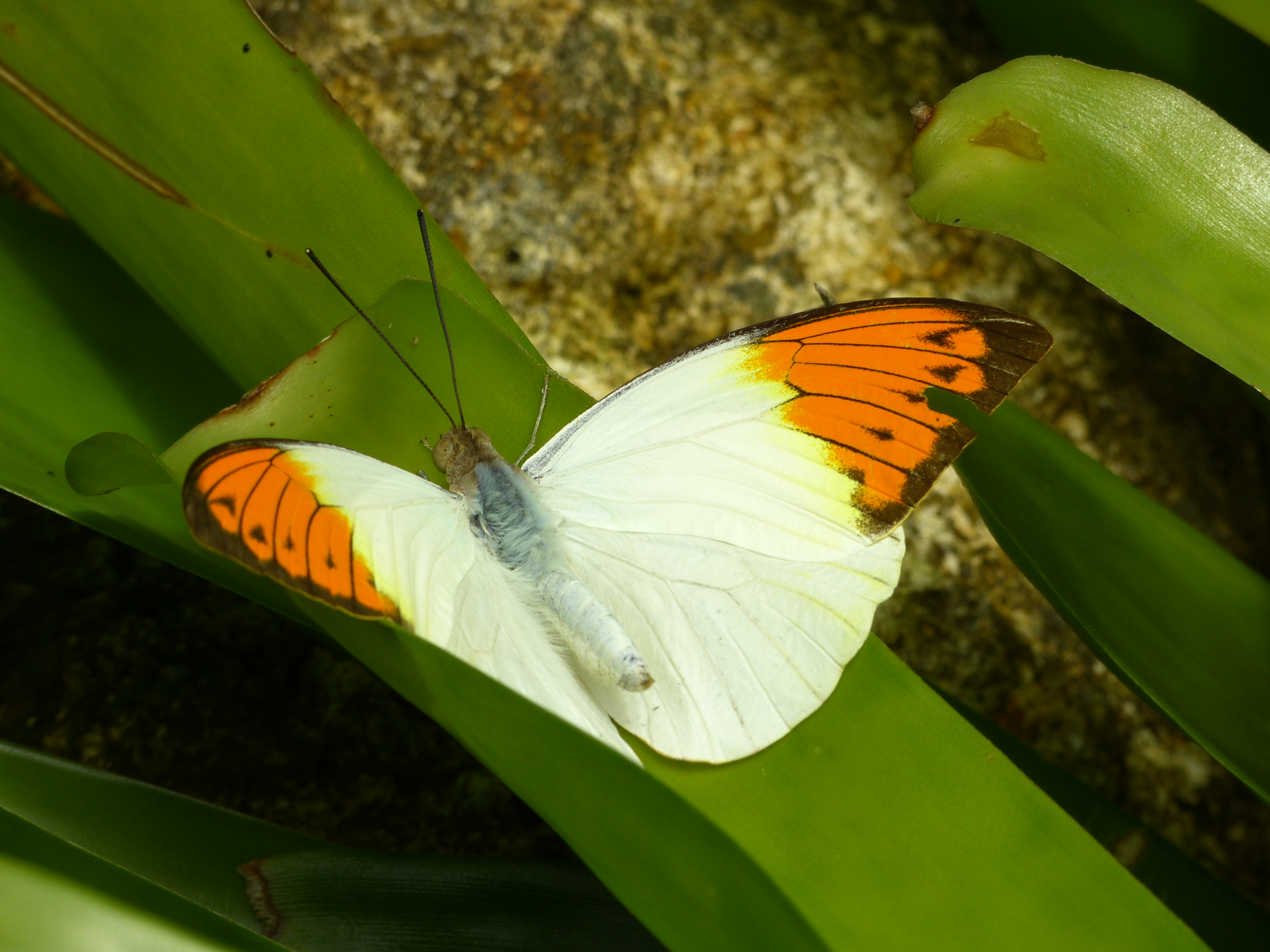 Great Orange Tip  -  Butterfly Rainforest, Florida Museum of Natural History, Gainesville, Florida  