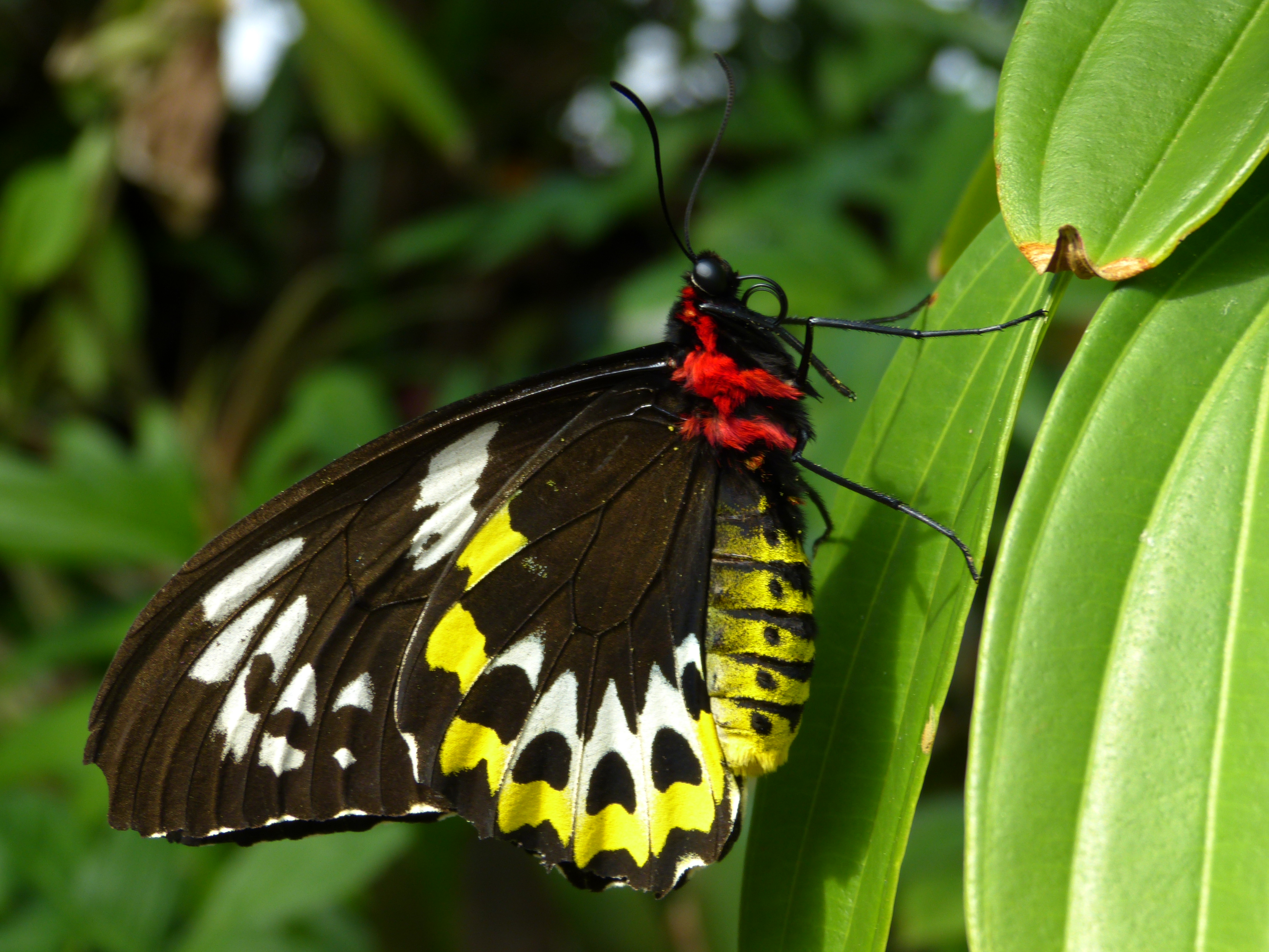 Green Birdwing (female)  -  Butterfly Rainforest, Florida Museum of Natural History, Gainesville, Florida  