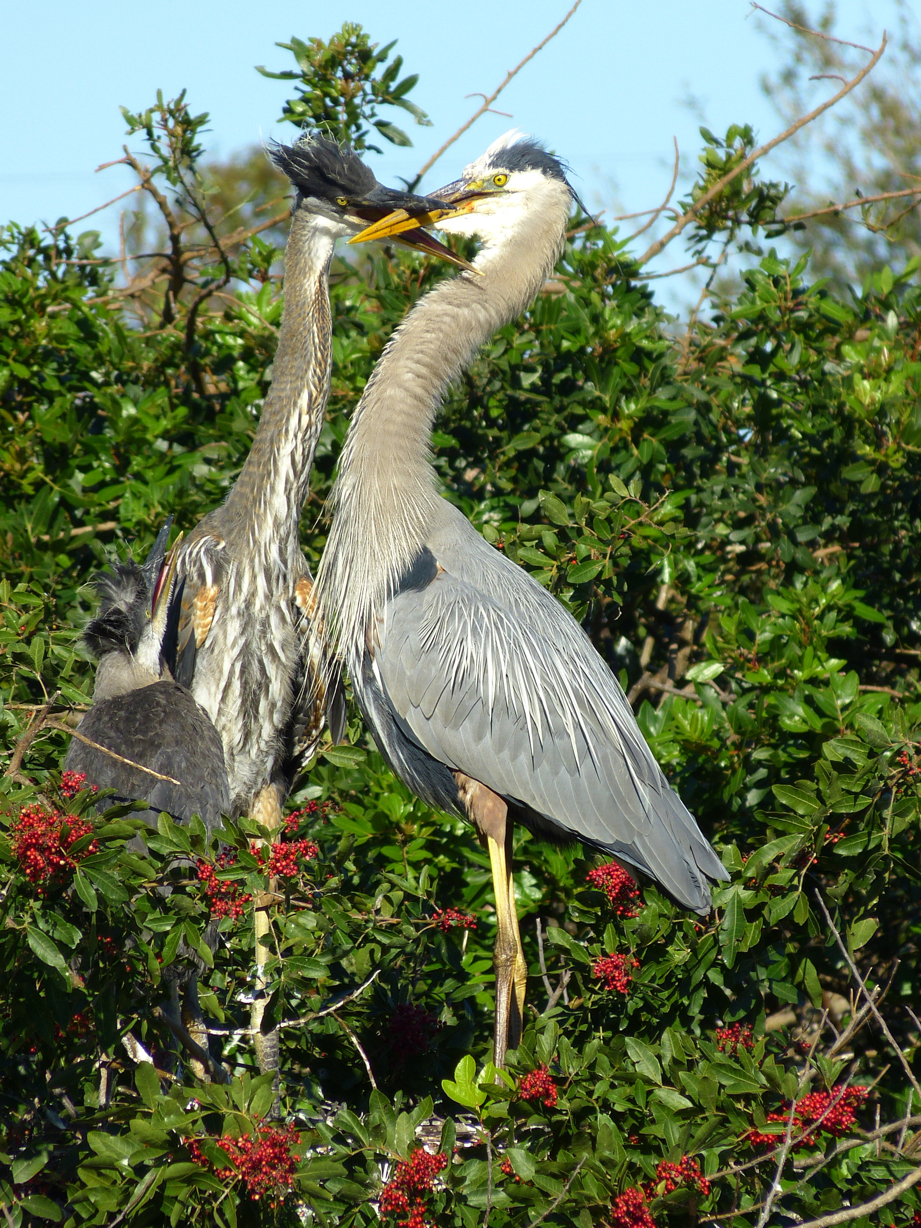 Great blue heron adult (right) with chick  -  Venice Audubon Rookery, Venice, Florida