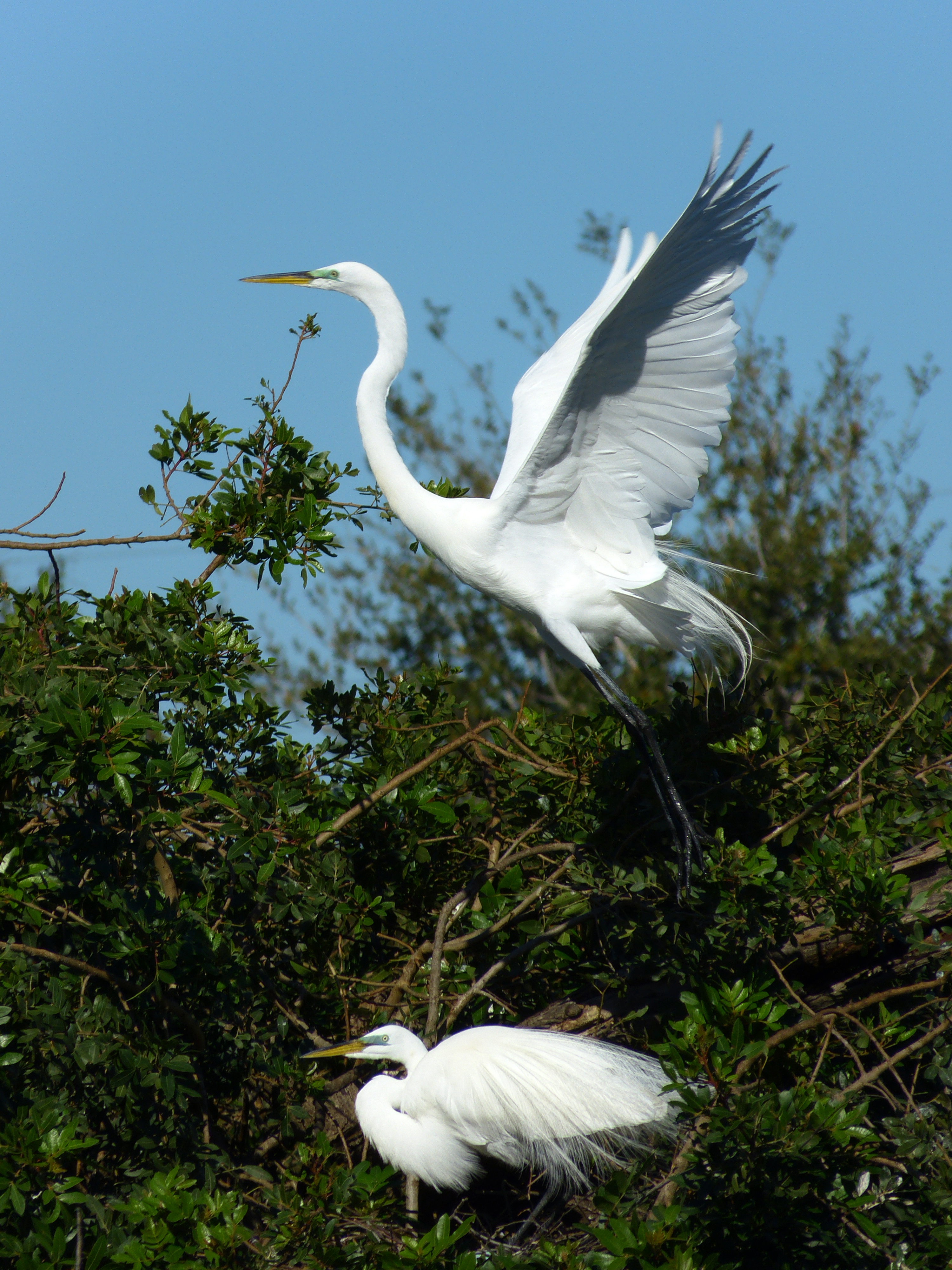Nesting pair of great egrets - Venice Audubon Rookery, Venice, Florida