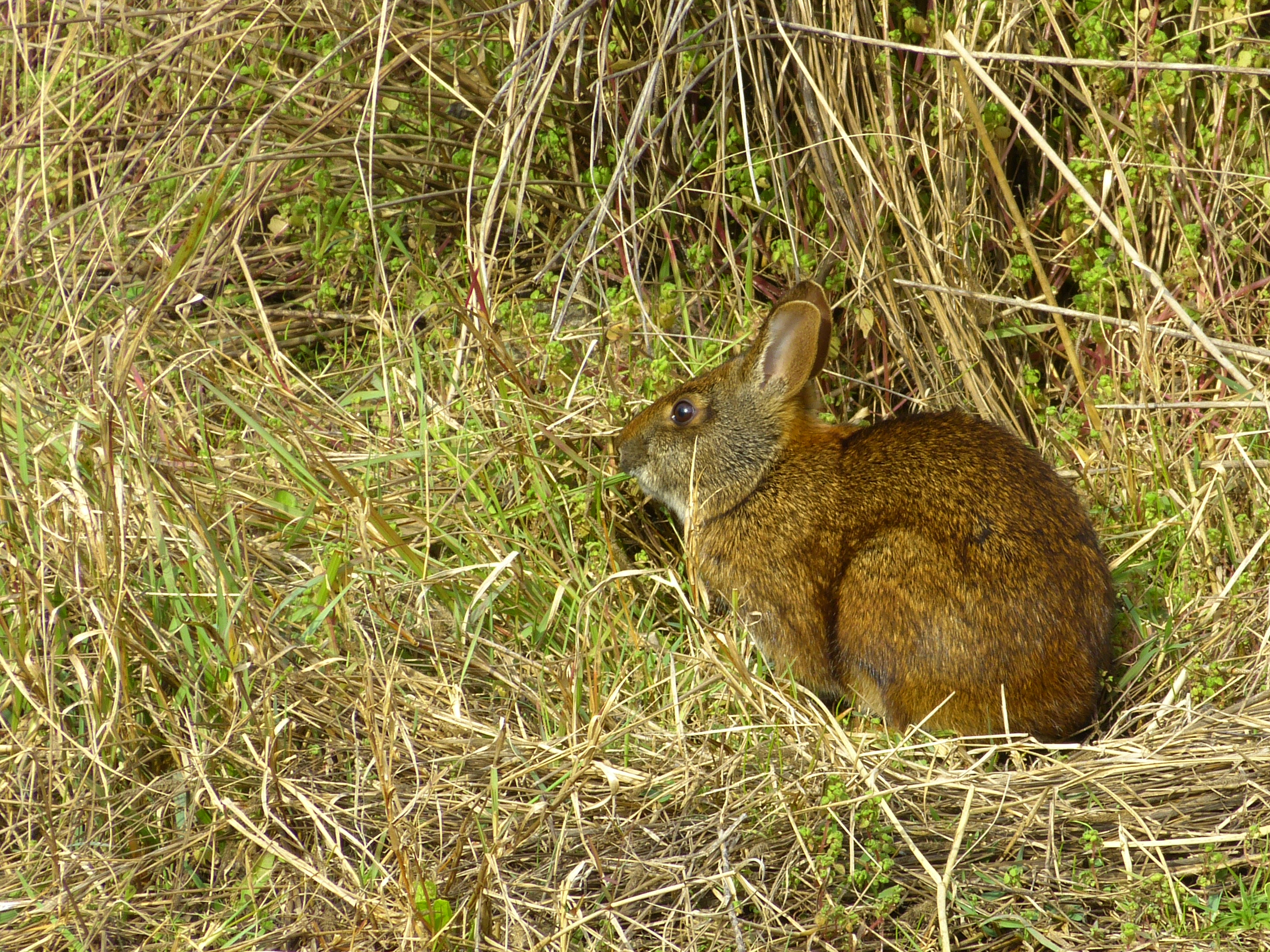 Marsh rabbit  -  Raymond Boardwalk, The Celery Fields,  Sarasota County, Florida