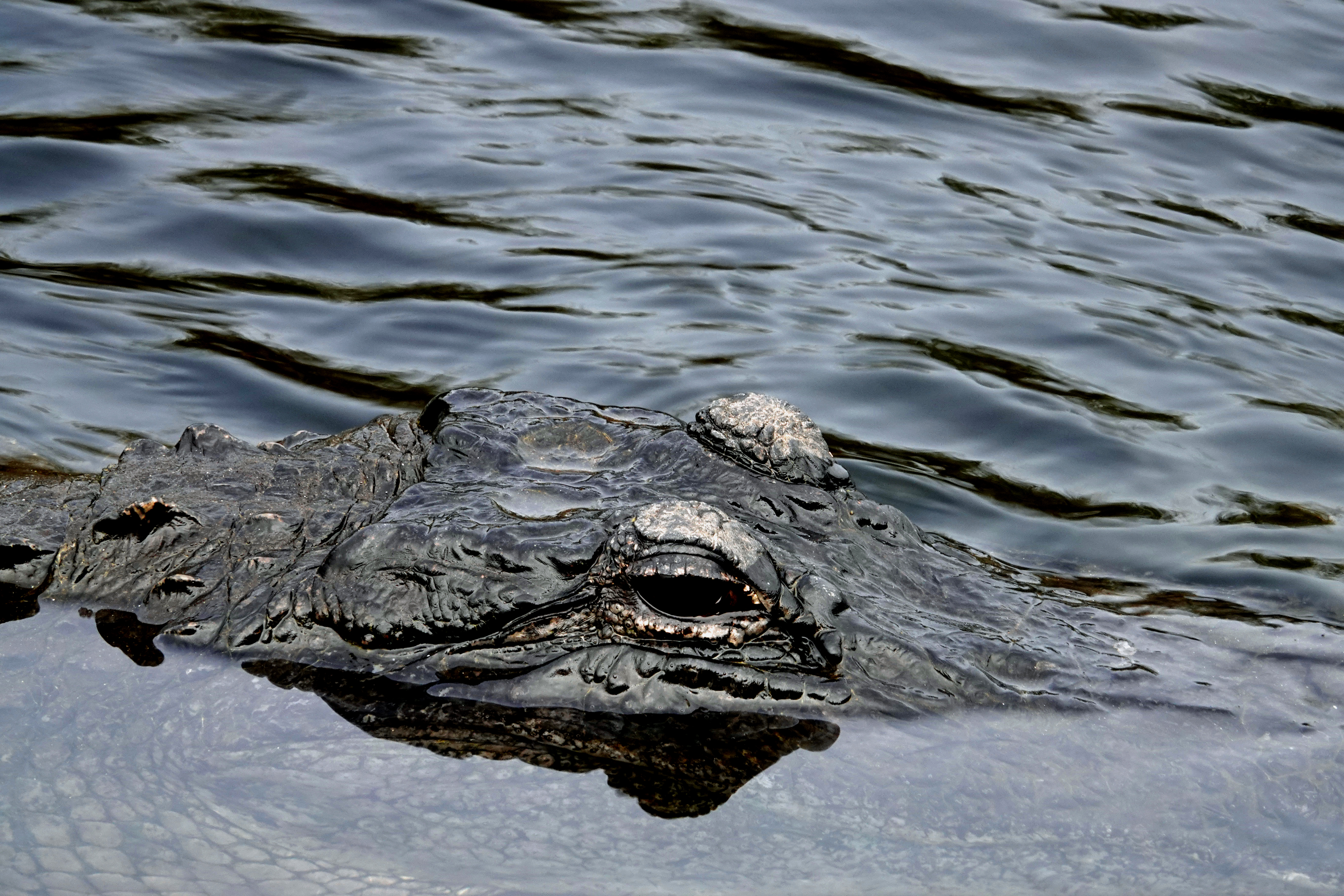 American alligator  -  Shark Valley, Everglades National Park, Florida