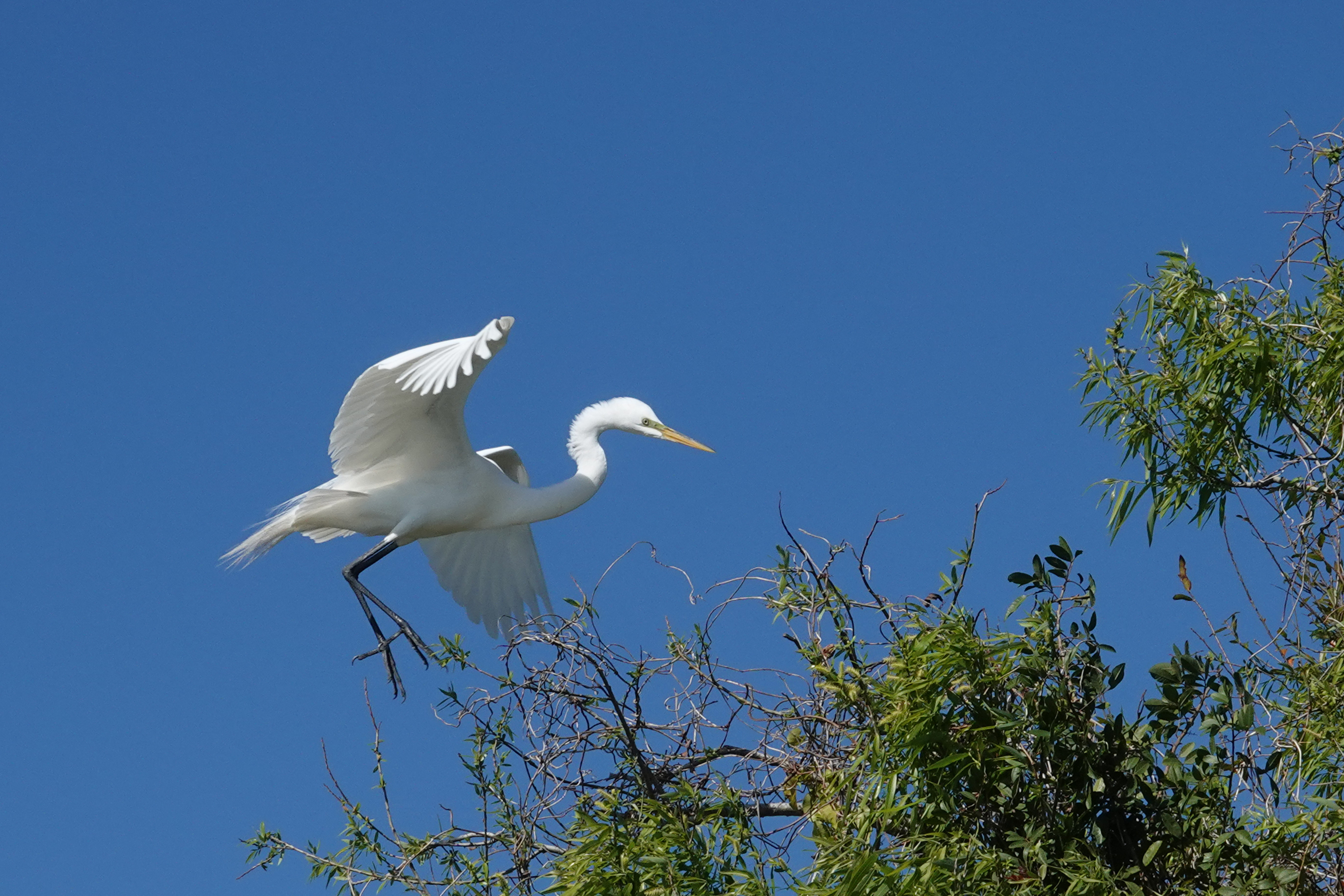 Great egret  -  Venice Audubon Rookery, Venice, Florida