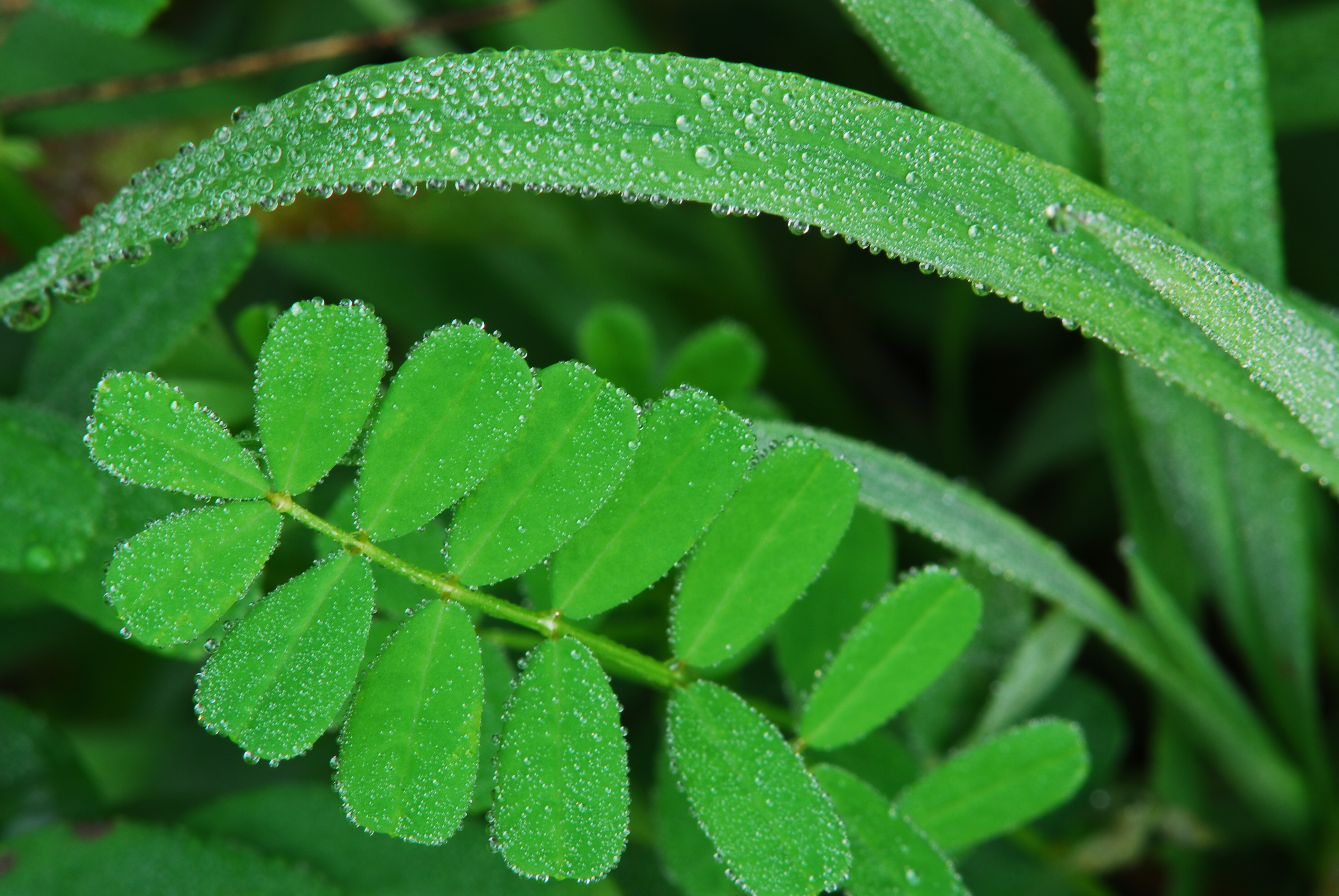 Dew on ground vegetation  -  Ashmore Heritage Preserve, Mountain Bridge Wilderness Area, South Carolina